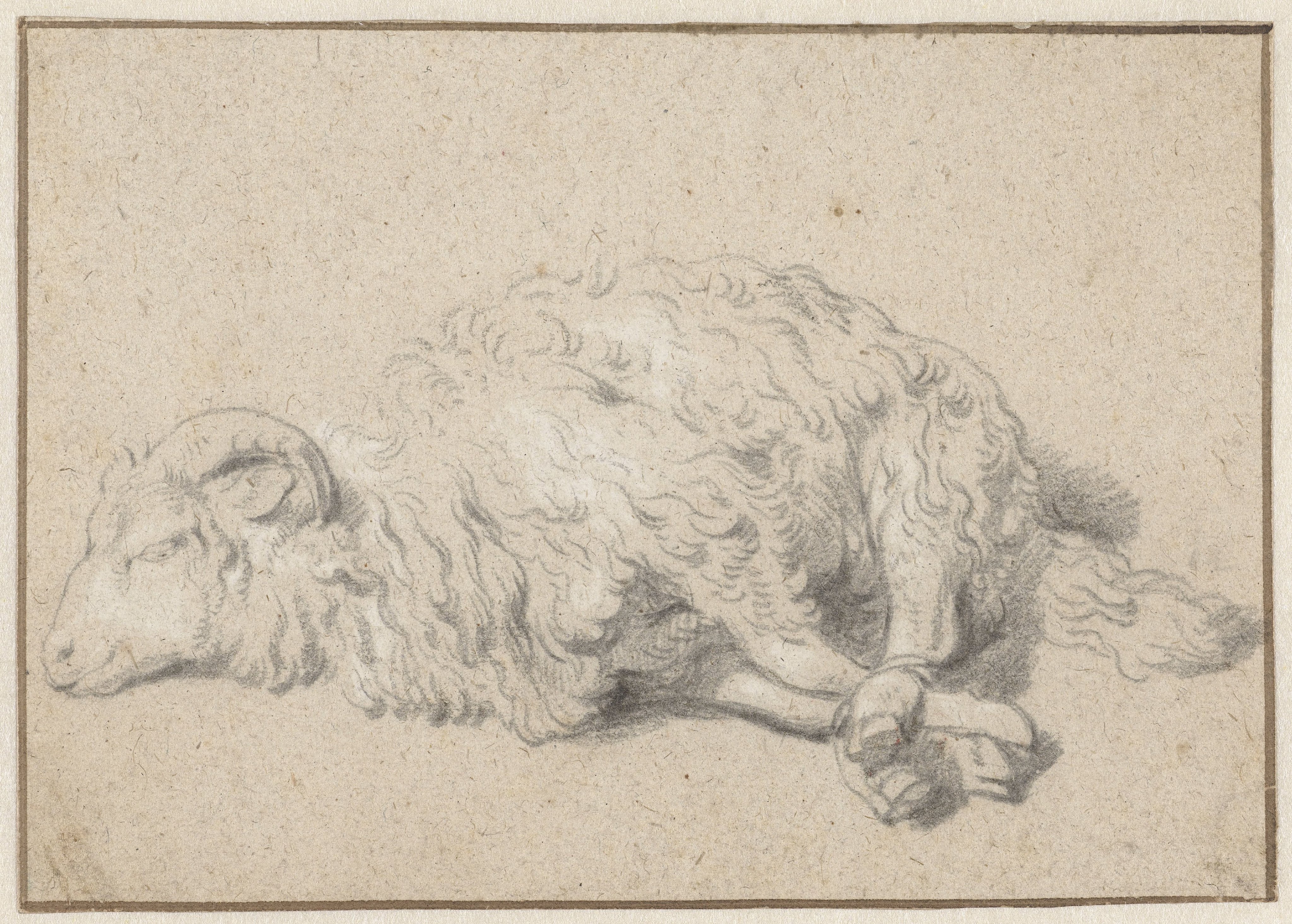 Liggend schaap met vastgebonden poten