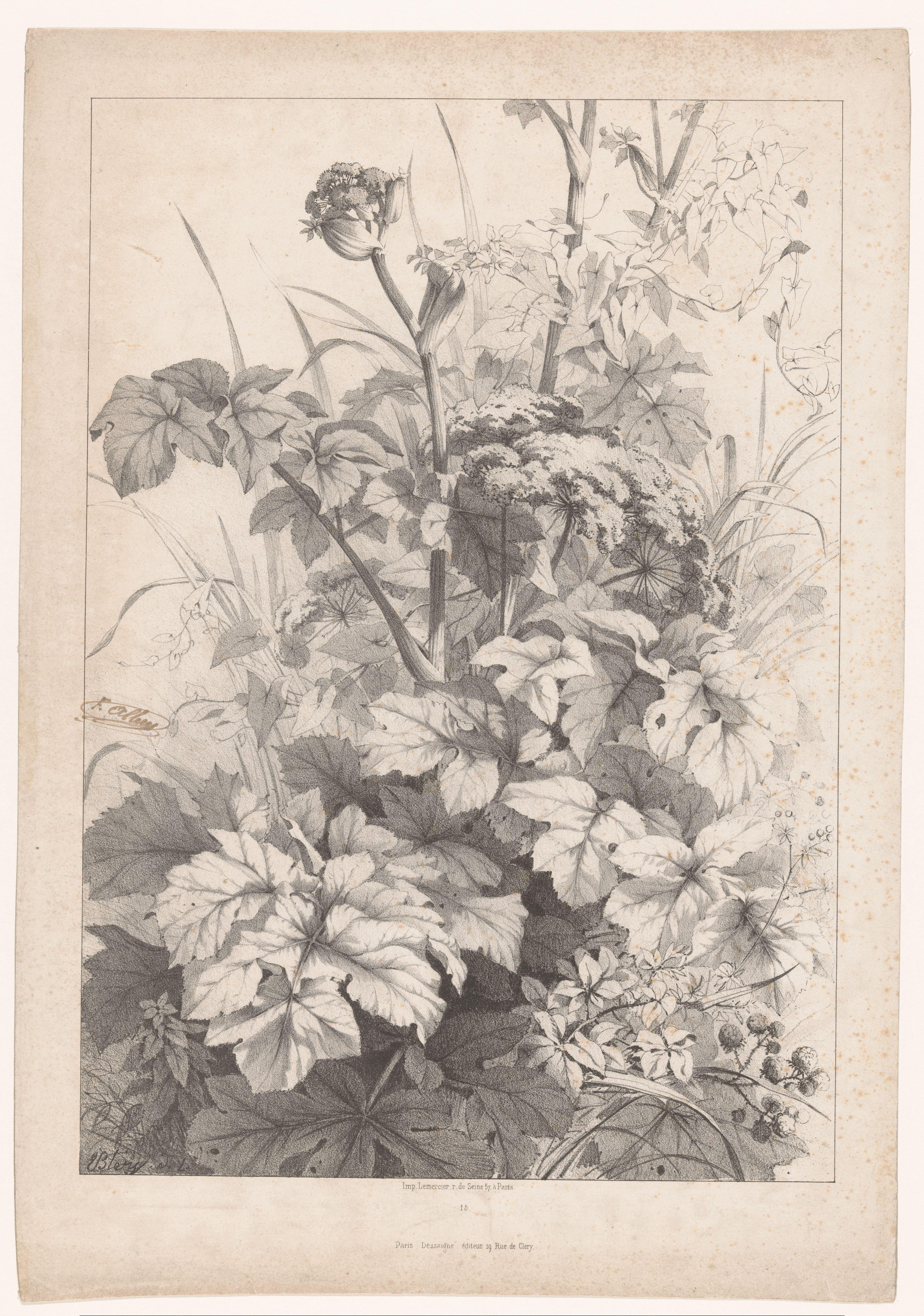 Veldbloemen