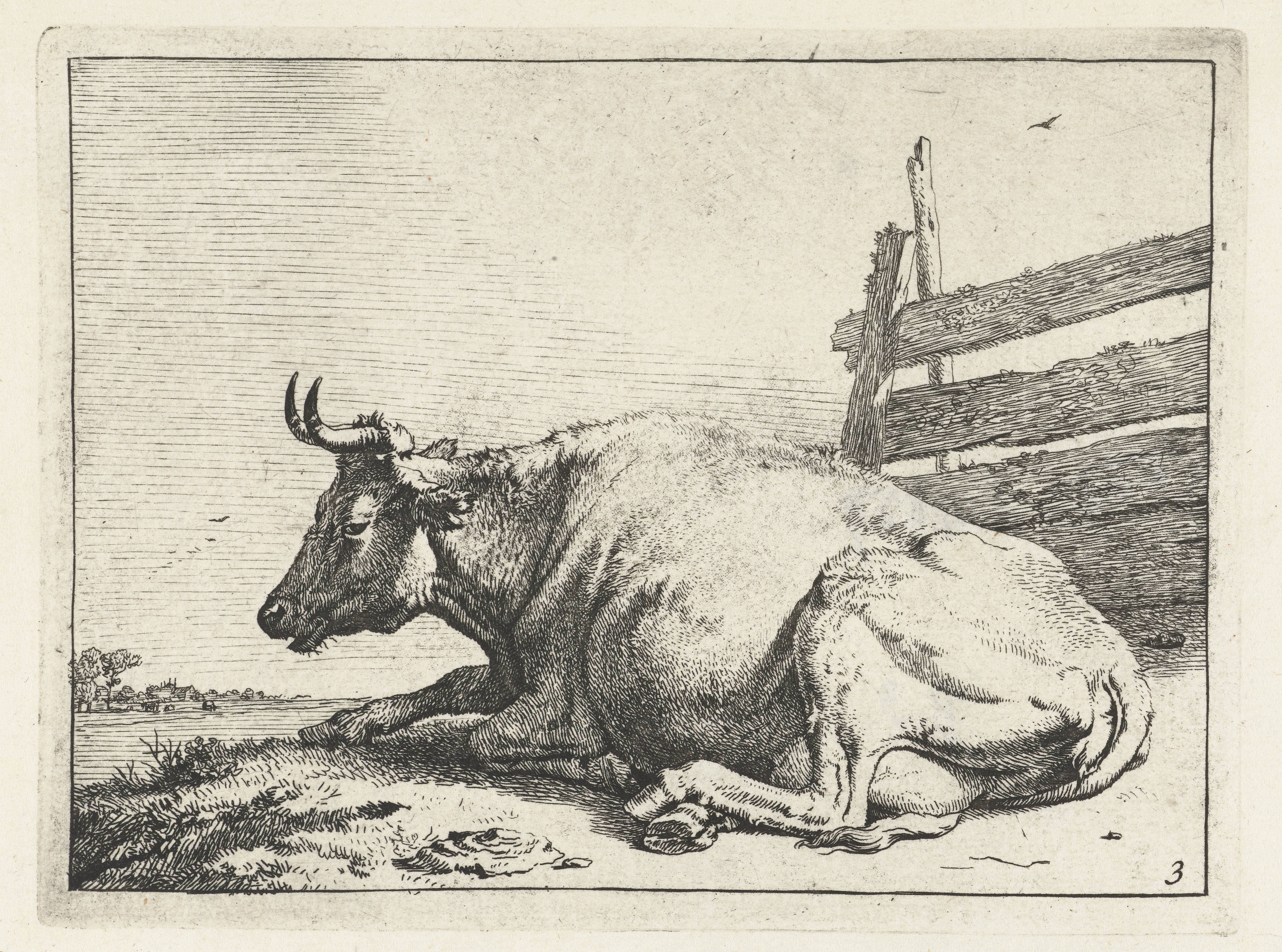 Liggende koe bij een hek