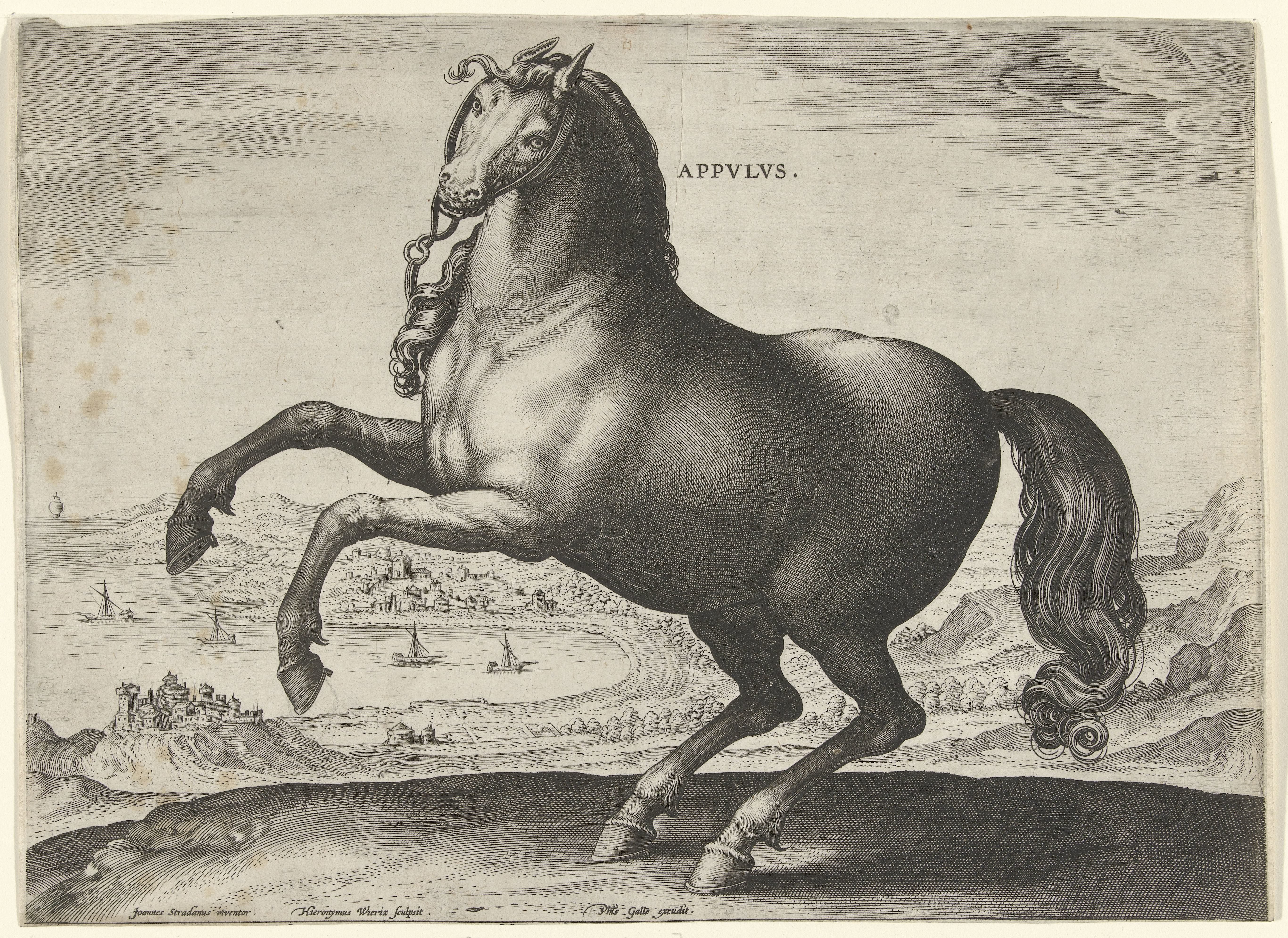 Paard uit Zuid-Italië (Appulus)