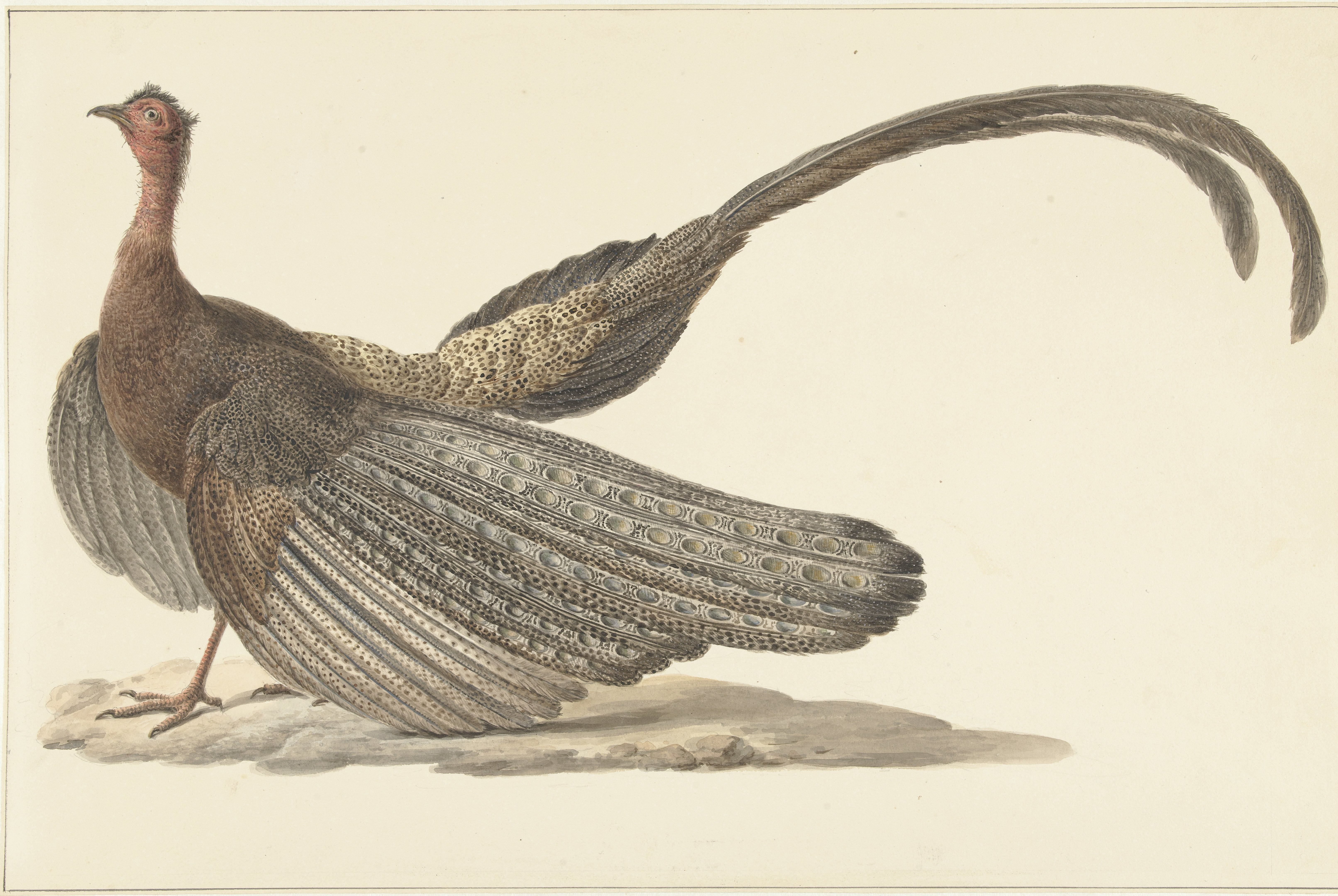 Argus Pheasant