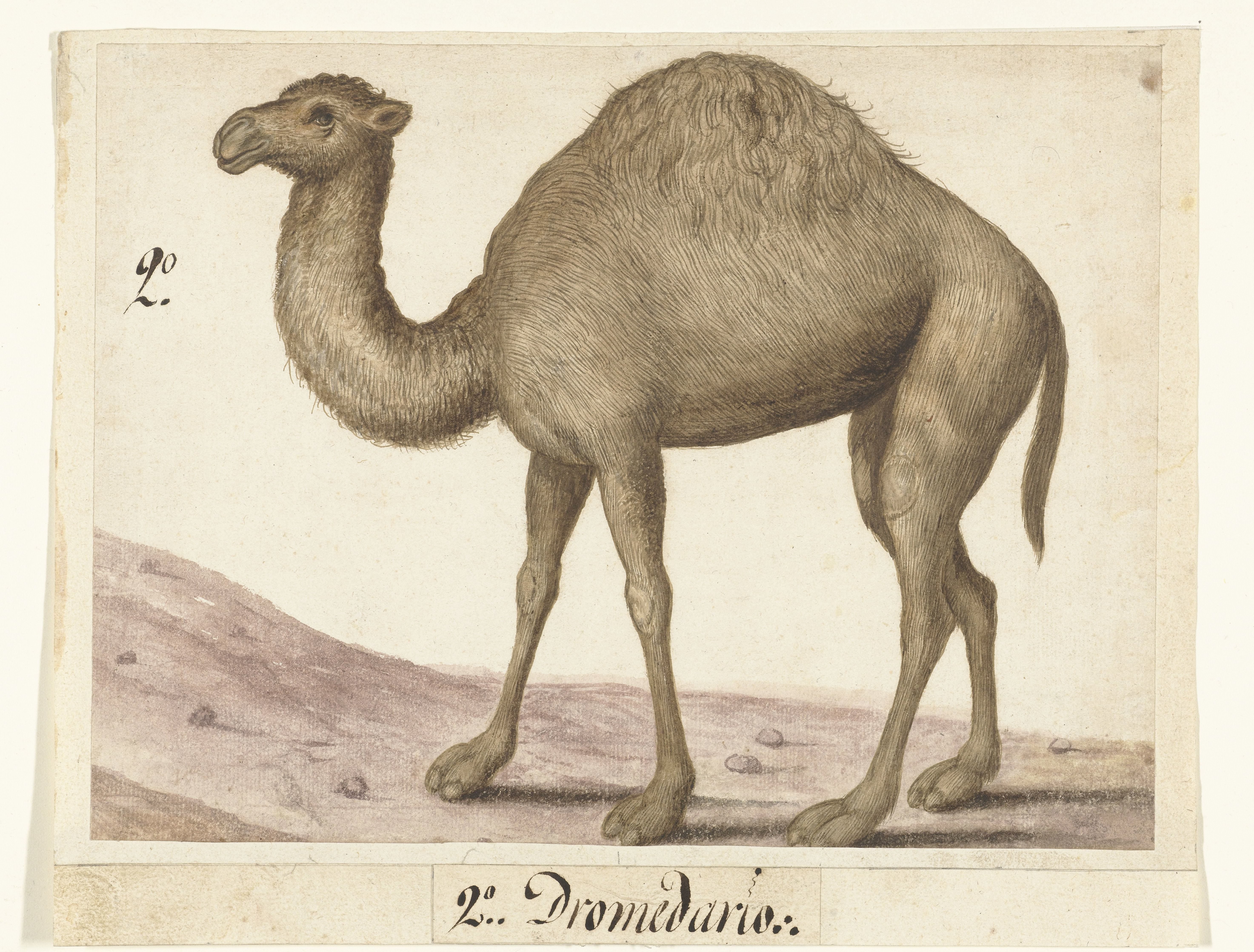 Dromedaris