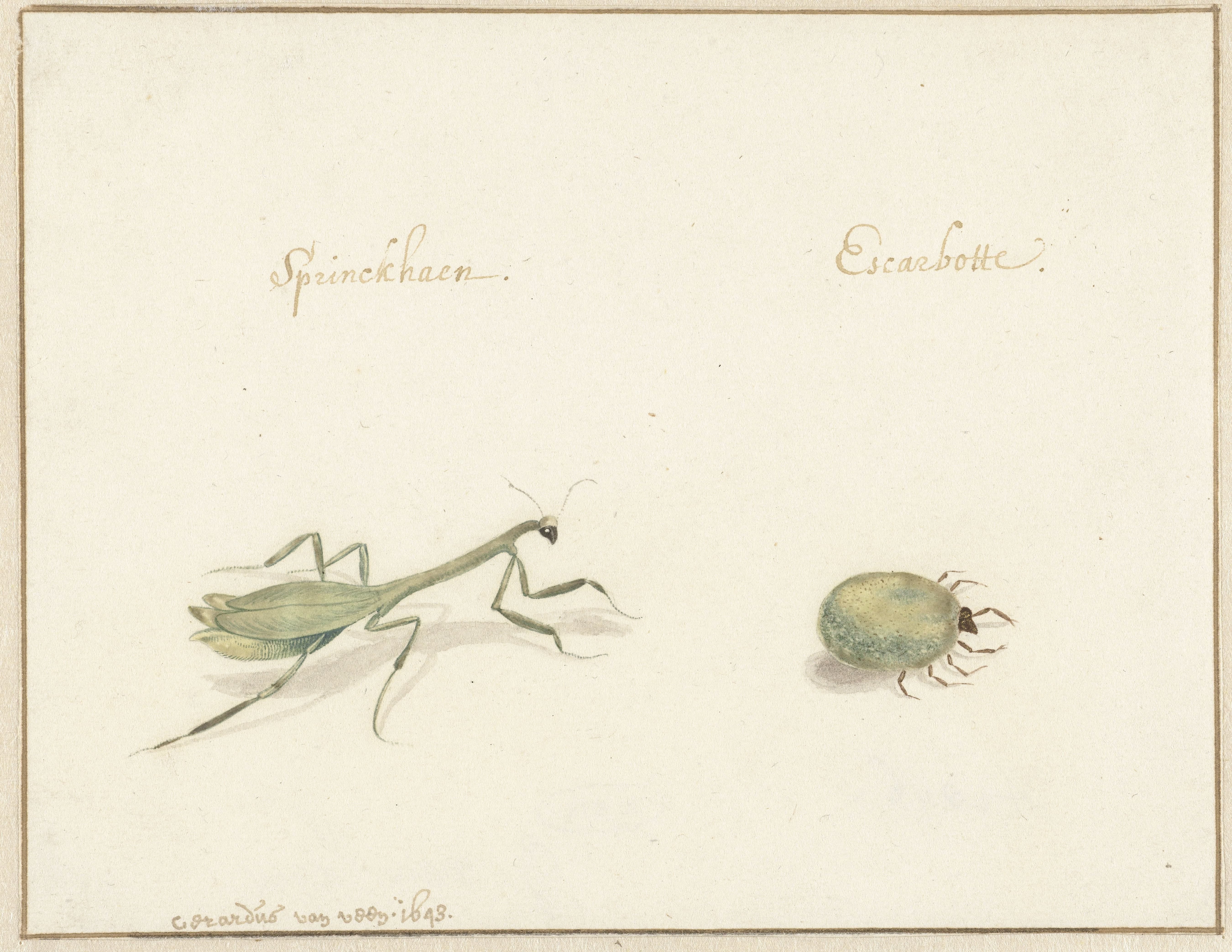 Twee insecten