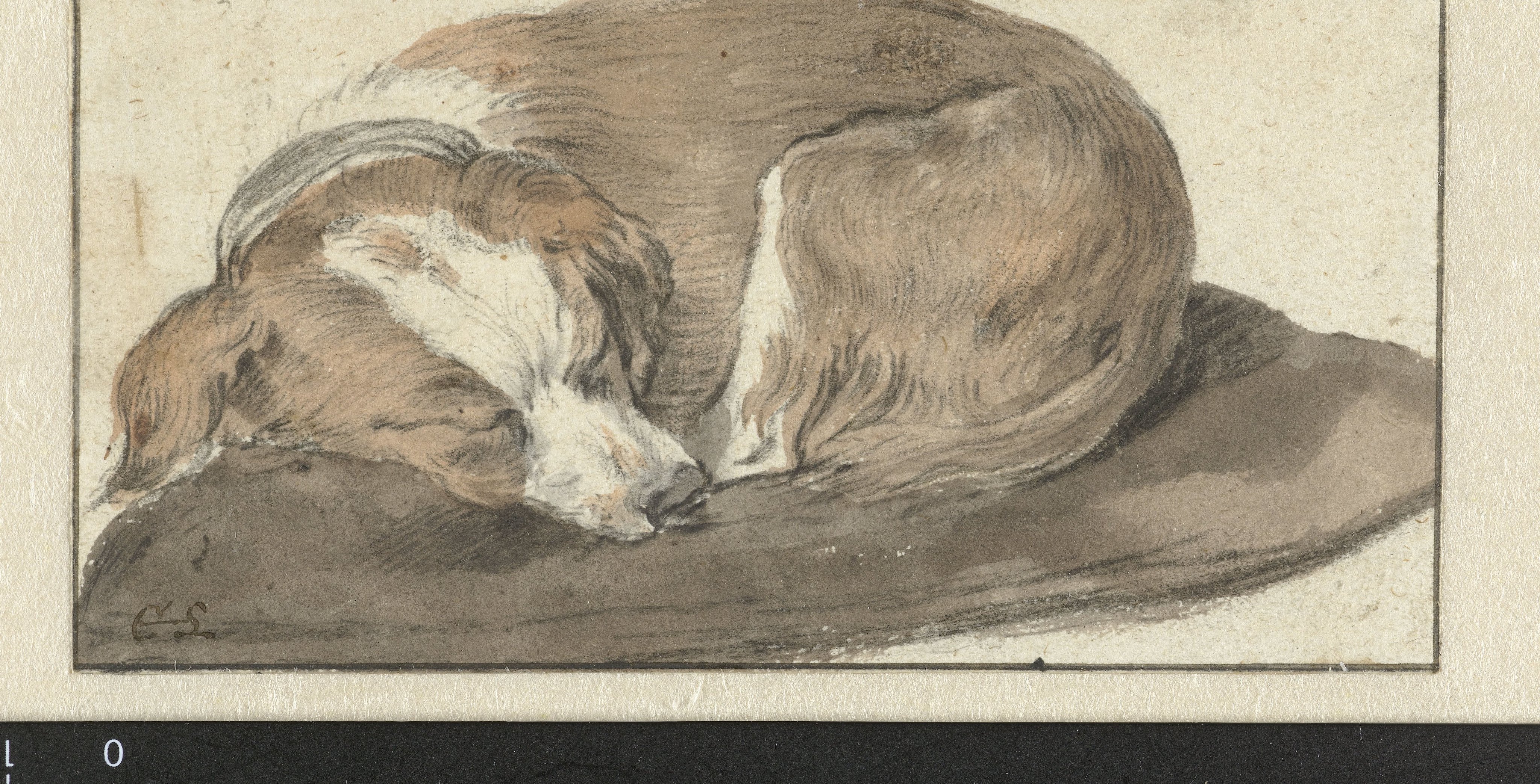 Dog Asleep on a Cushion