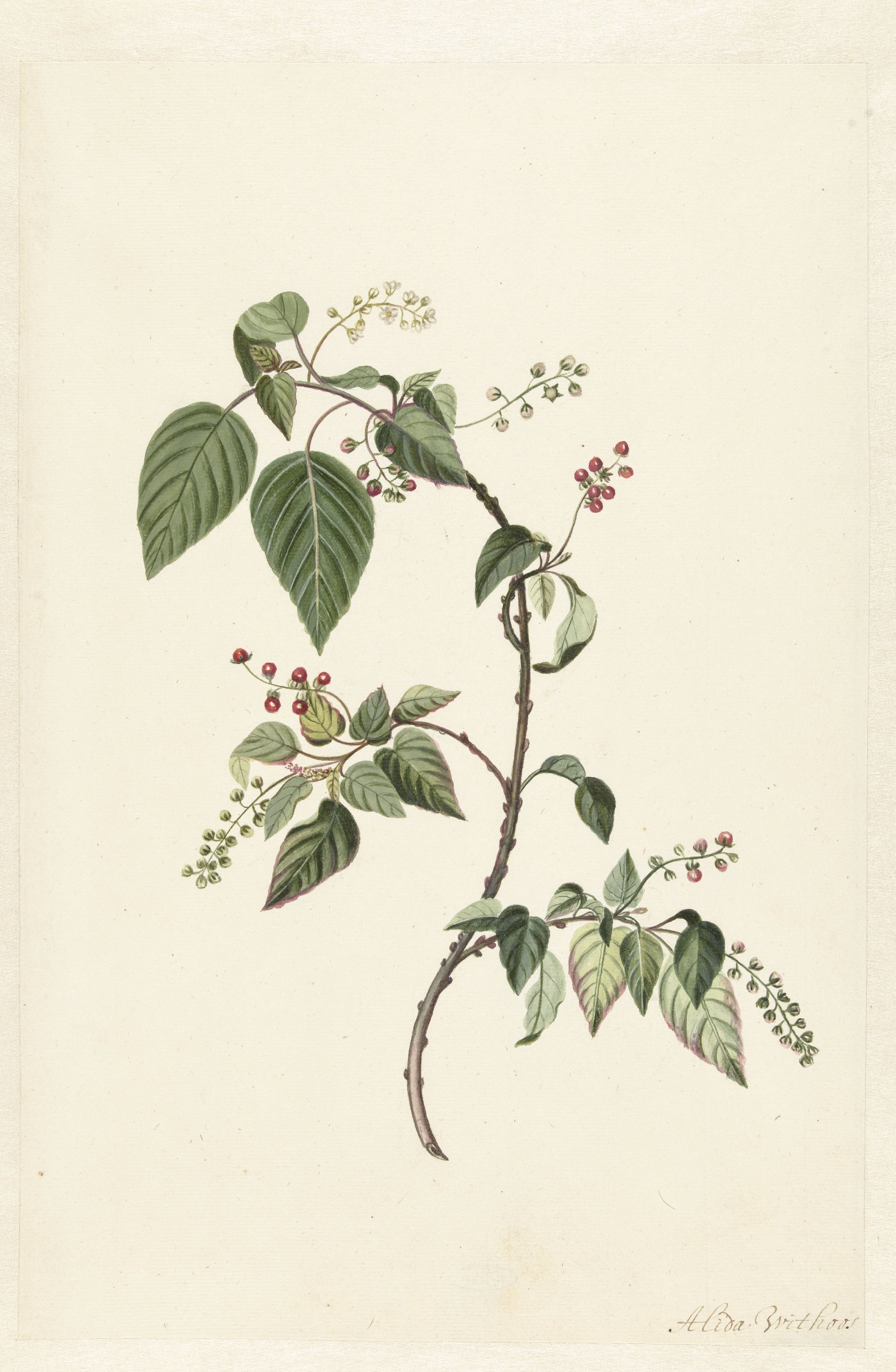 Nandina