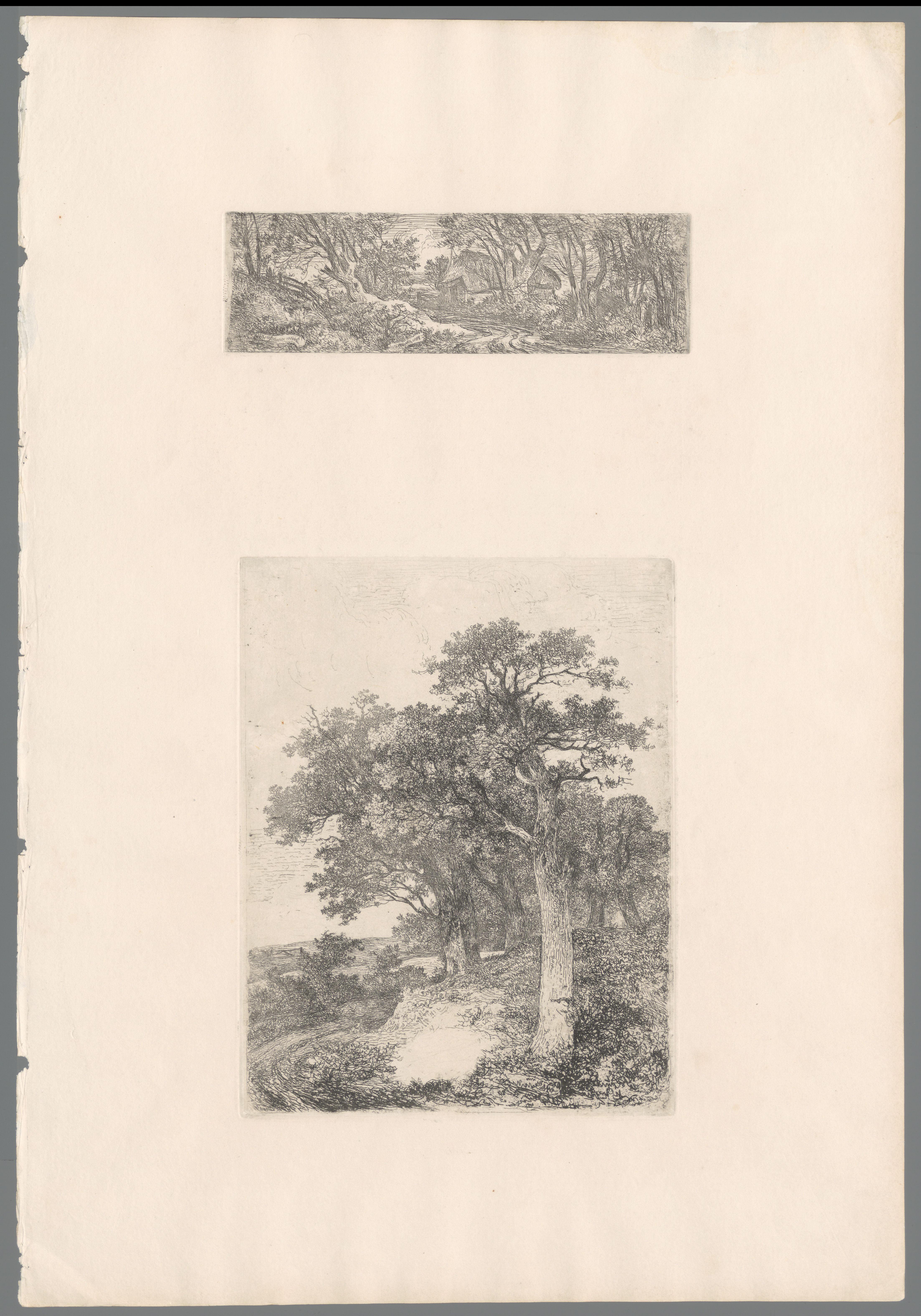 Bomen langs een pad bij Colney