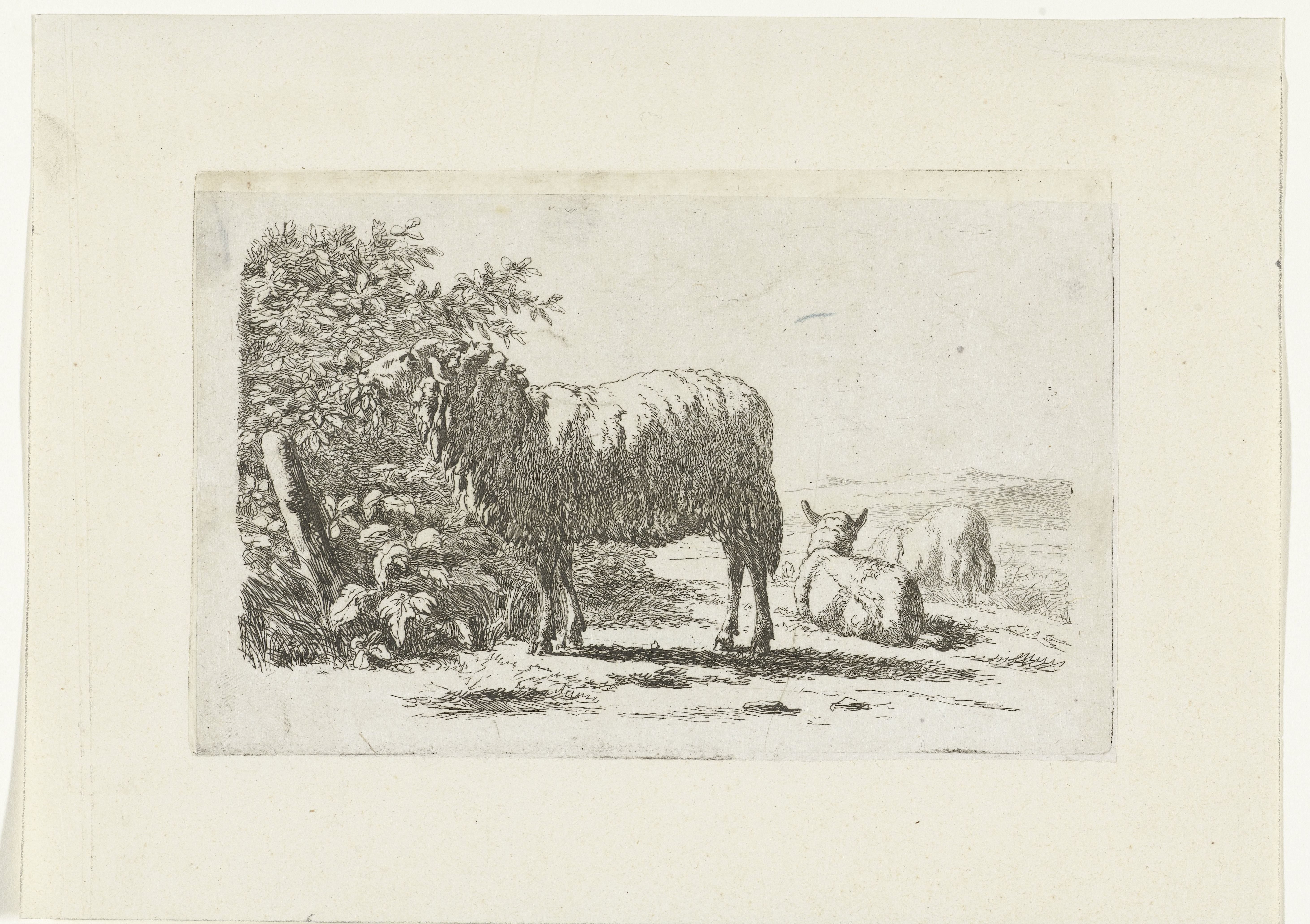 Landschap met drie schapen