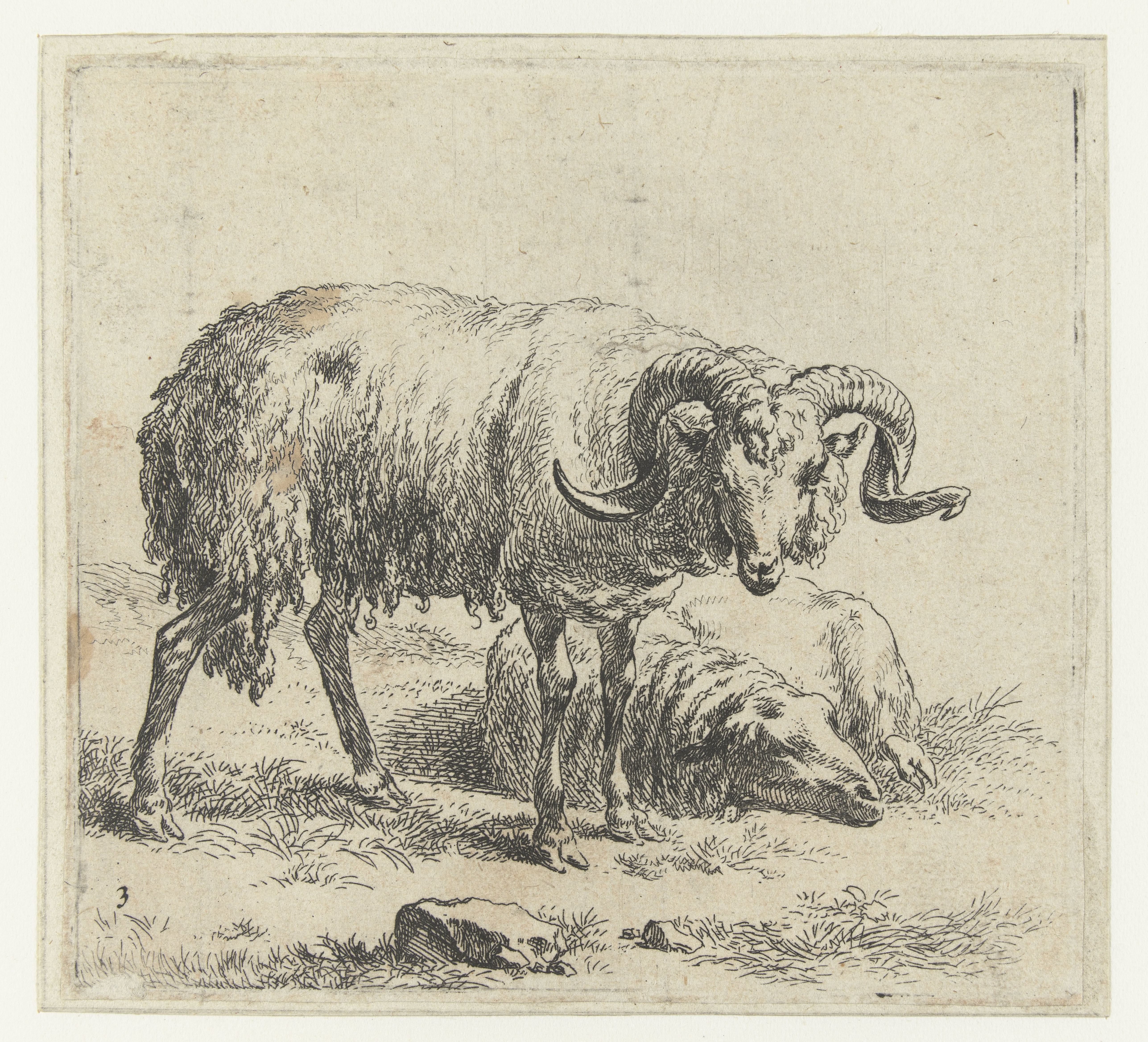Ram en schaap