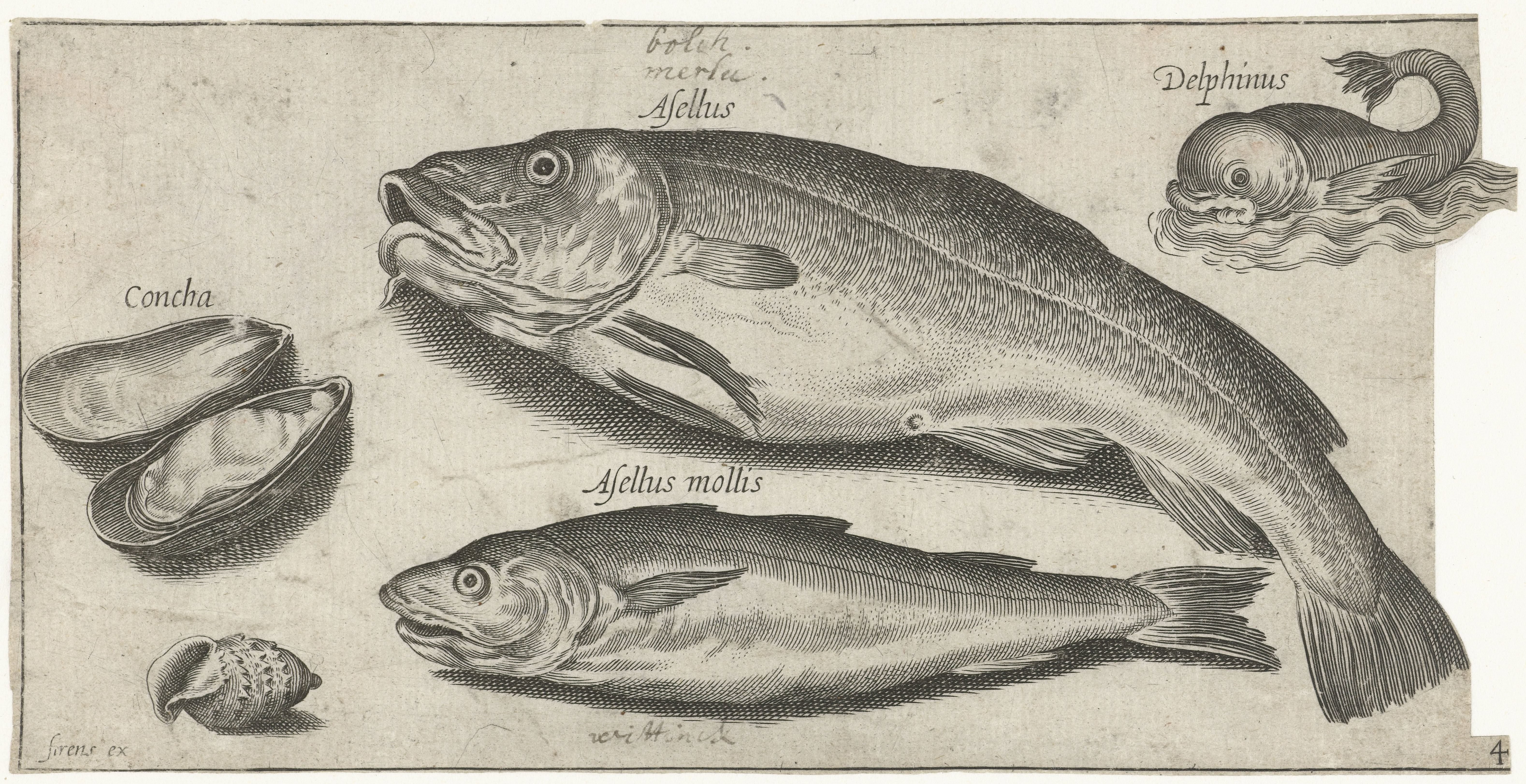 Kabeljauw, wijting, een dolfijn en schelpen