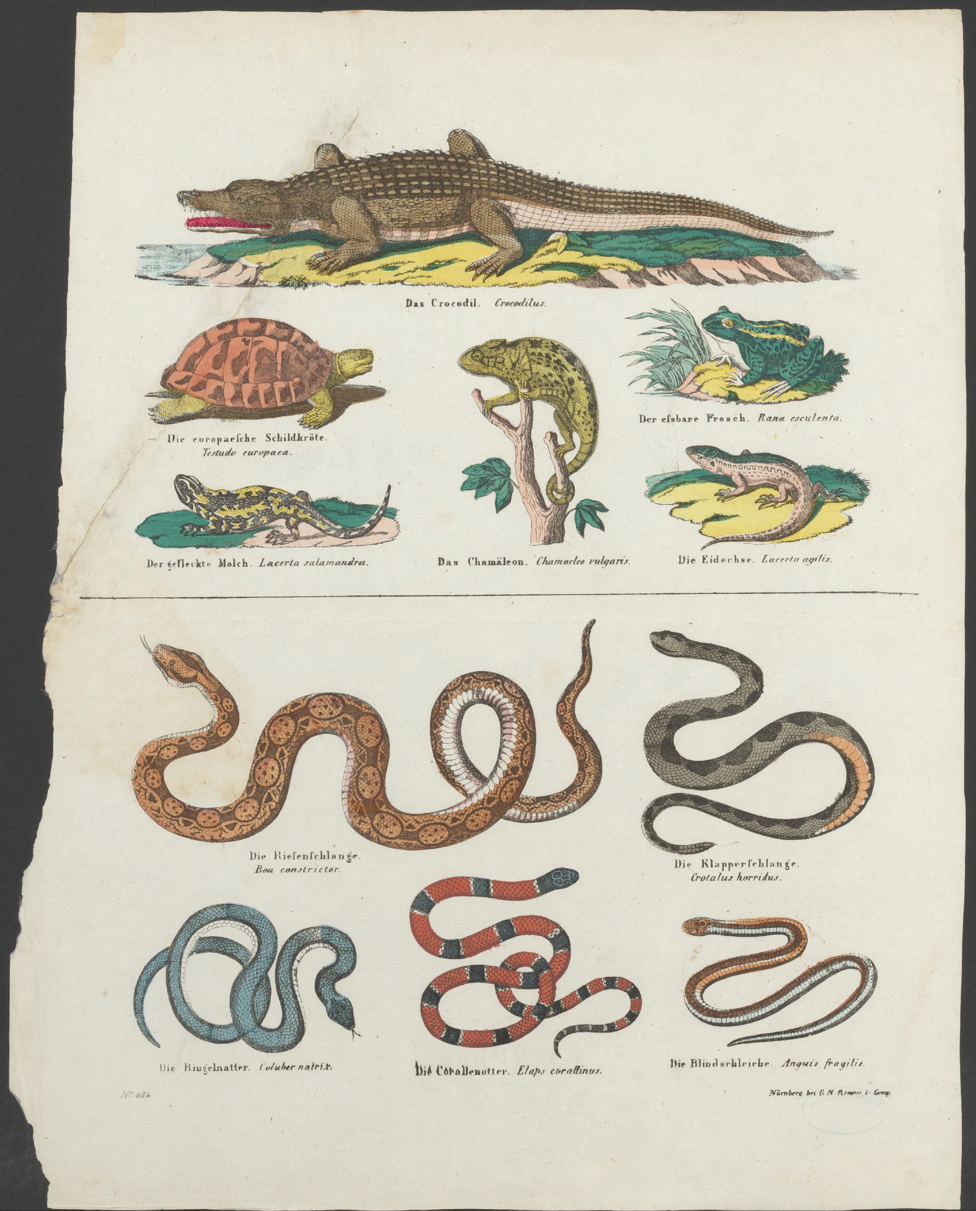 Reptielen en amfibieën