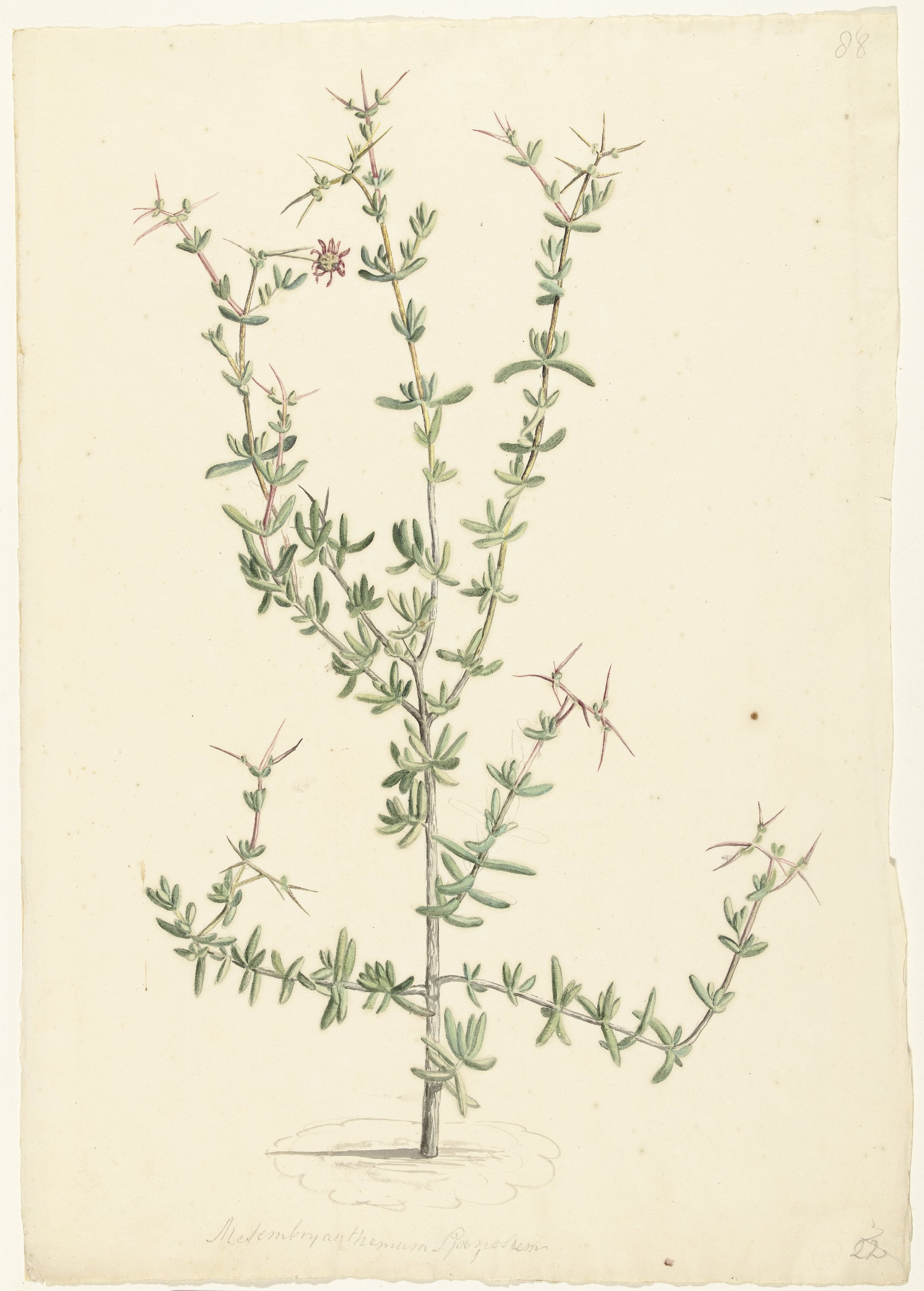 Mesembryanthemum spinosum