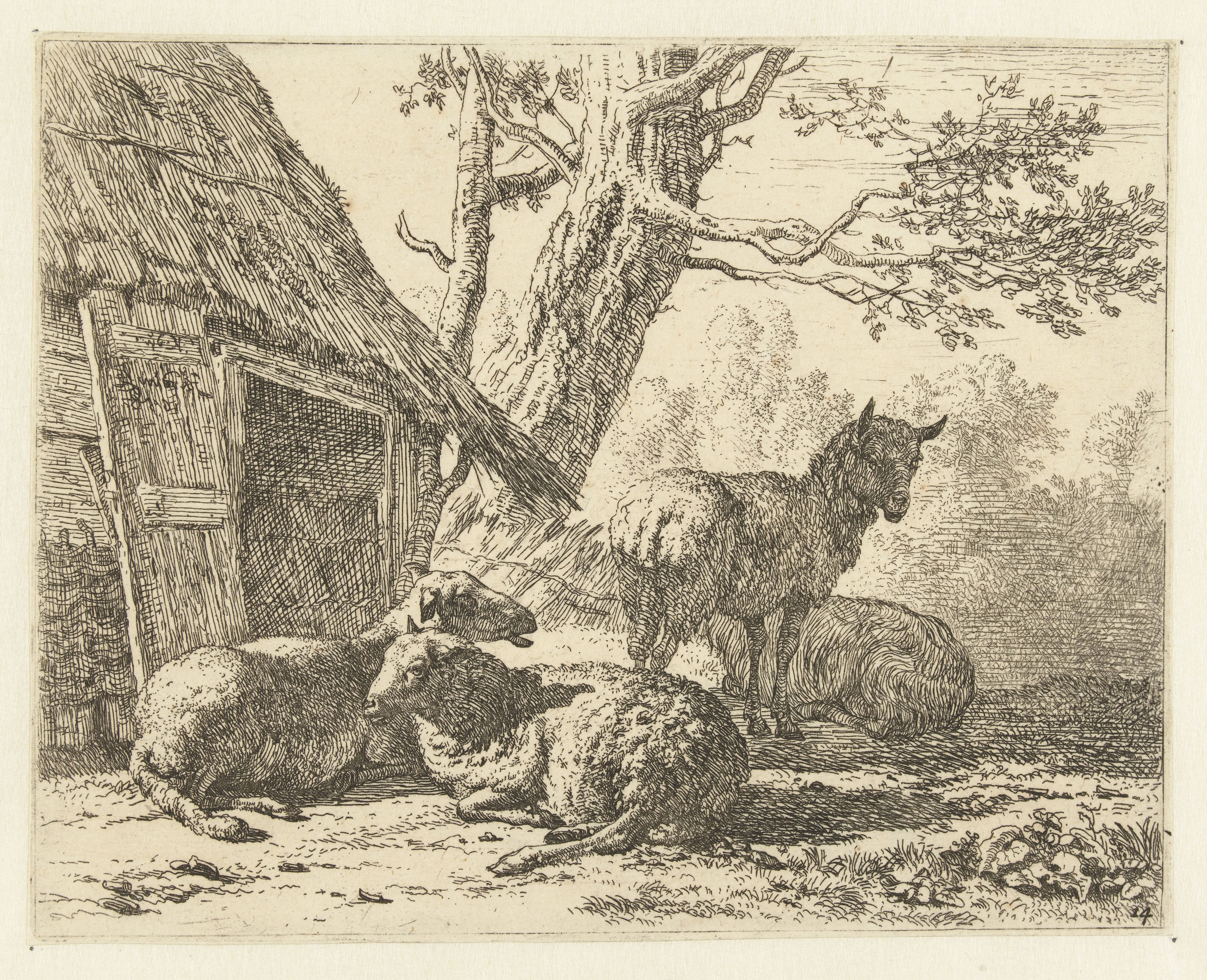Vier schapen