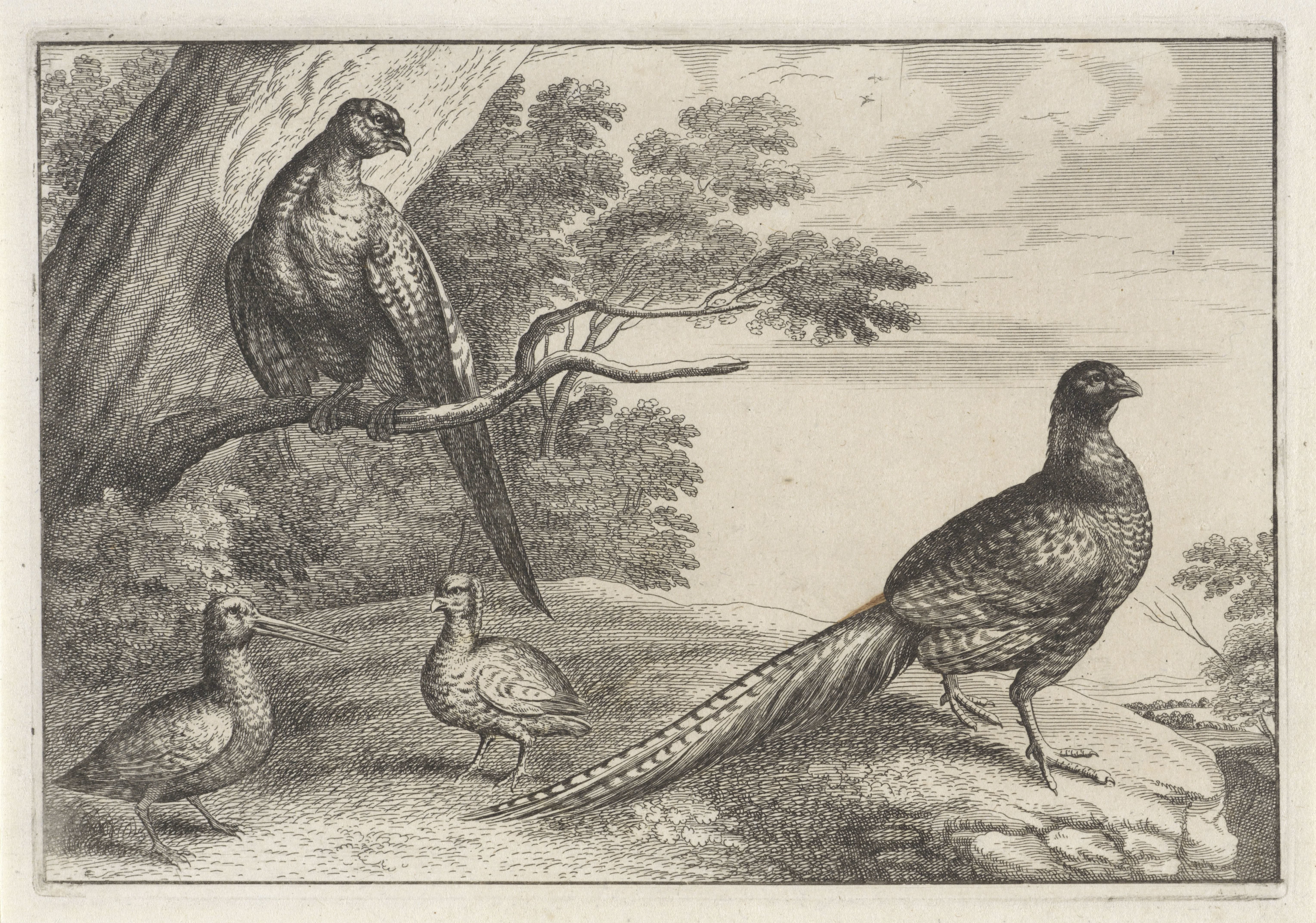 Vier vogels