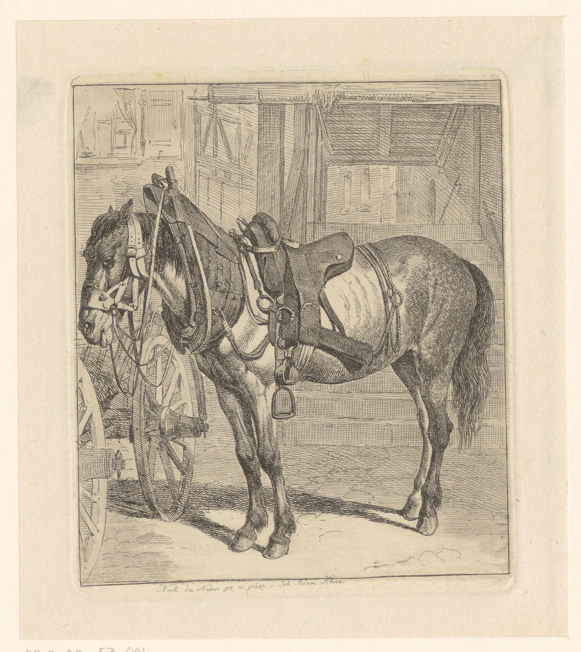 Paard met paardentuig