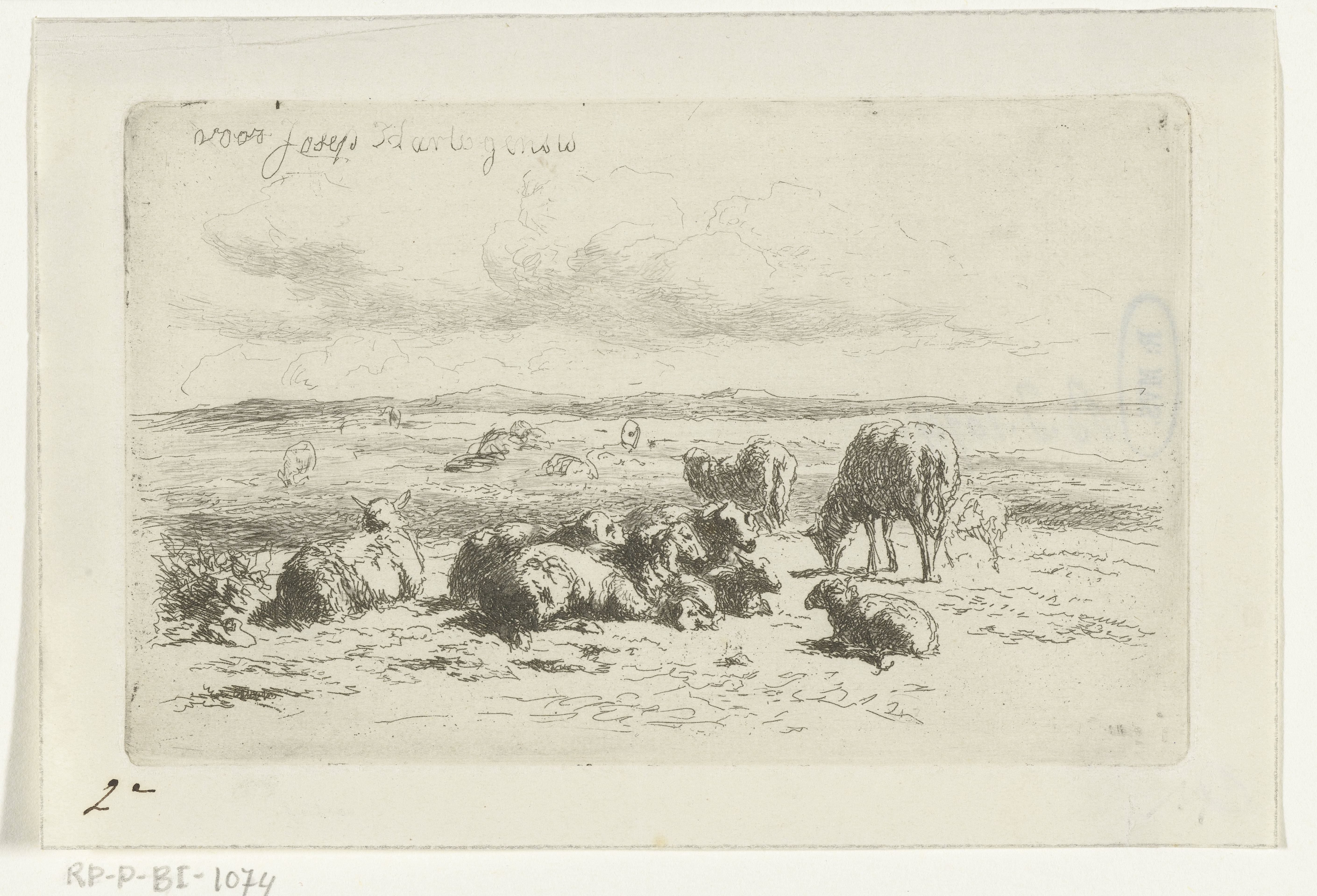 Duinlandschap met schapen
