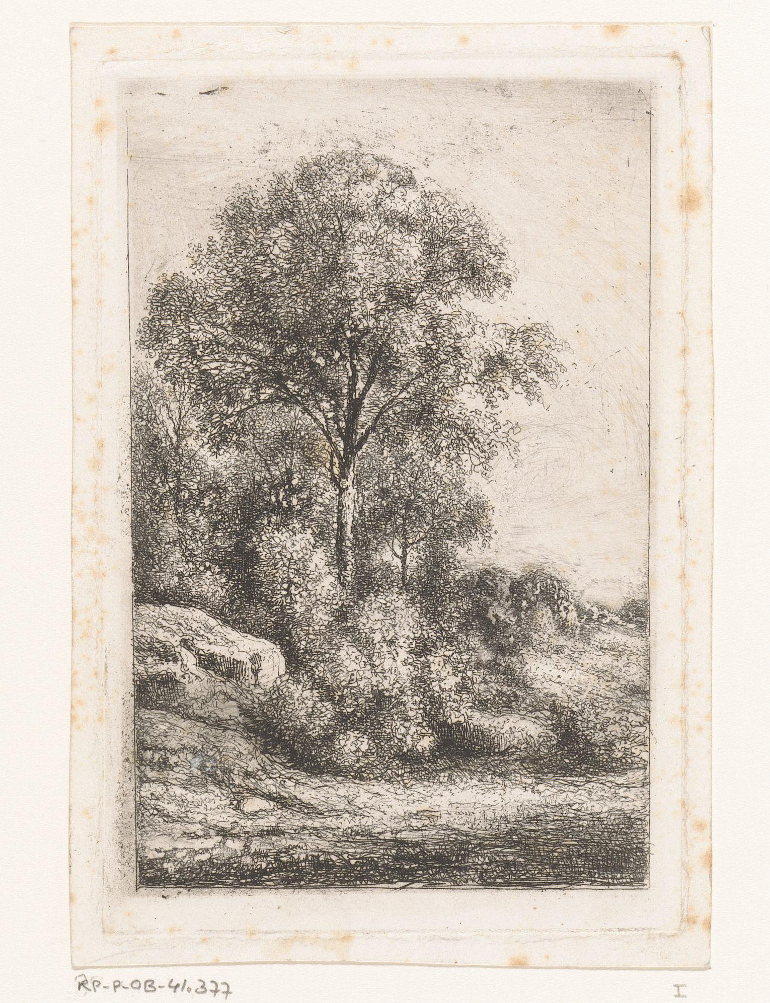 Bomen en struikgewas op een glooiing