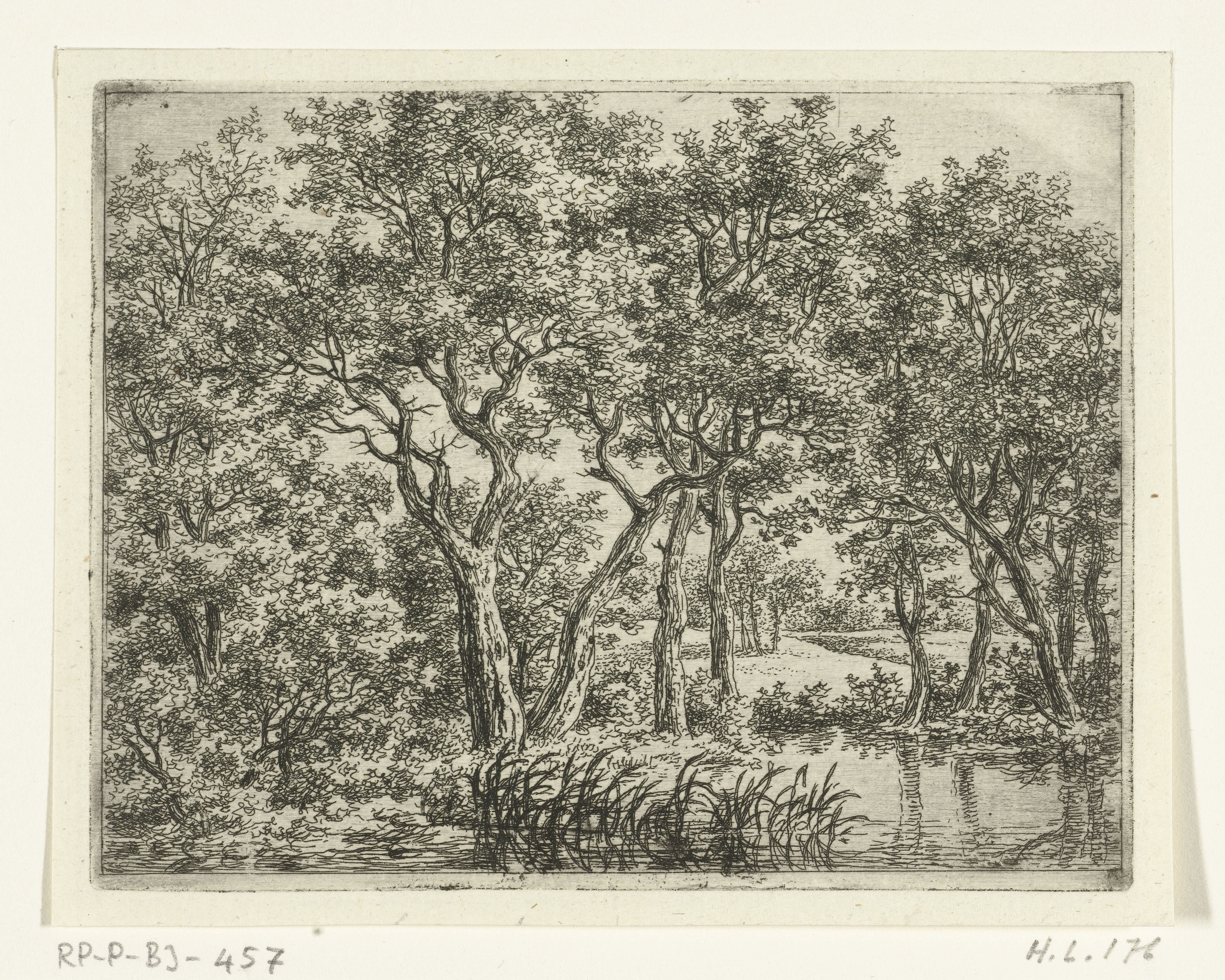 Boslandschap met vijver