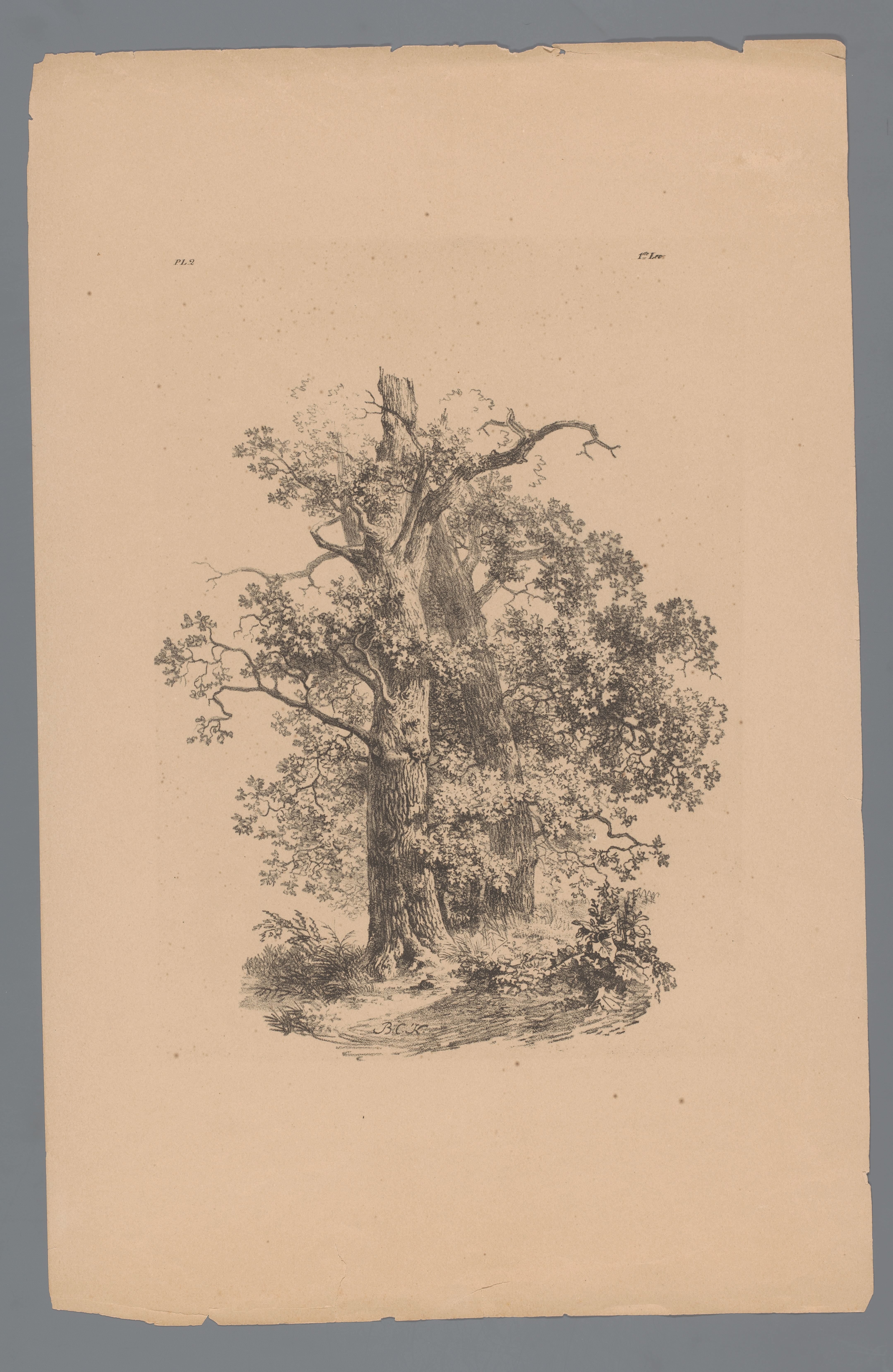 Groep bomen