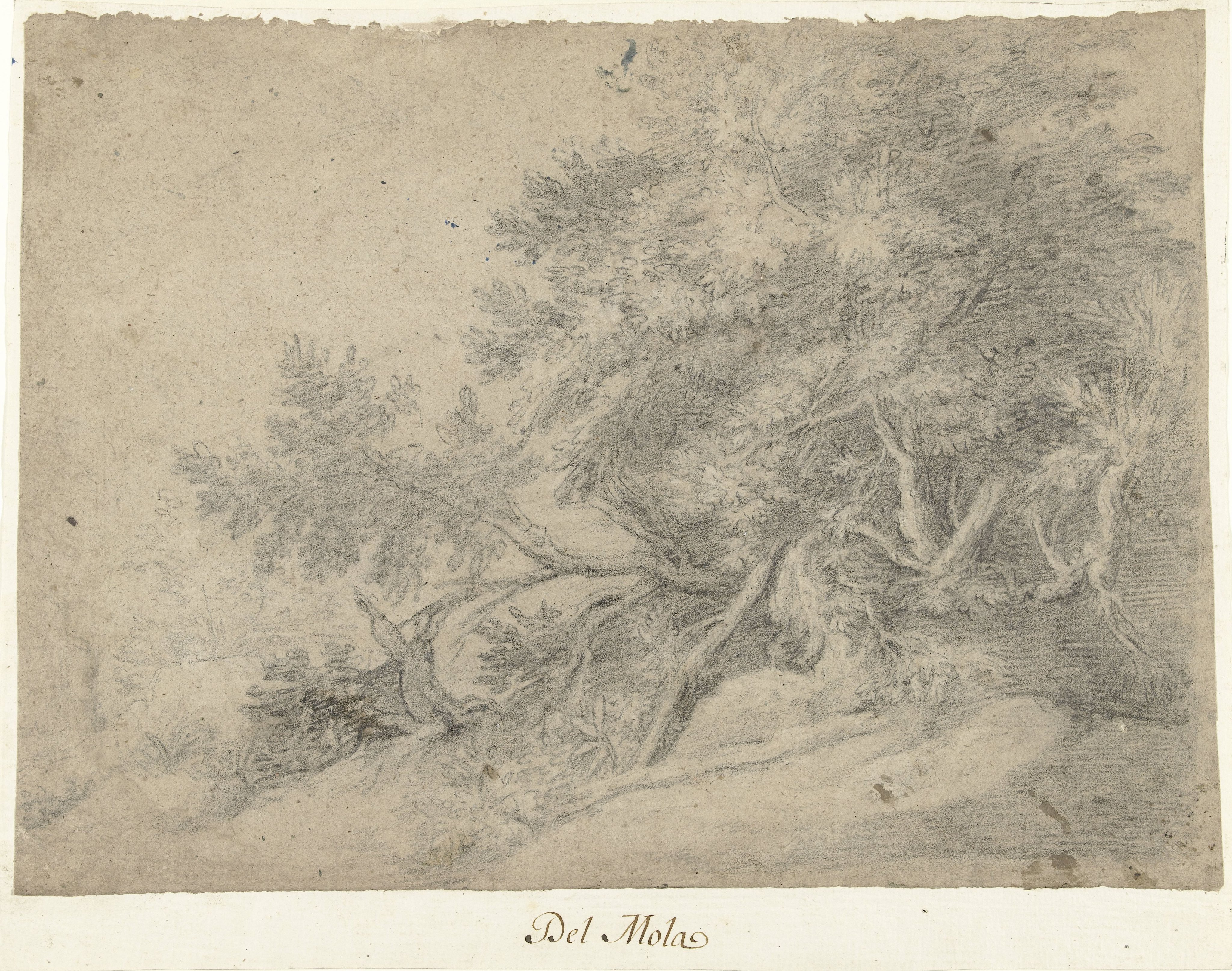 Boomgroep in een bergachtig landschap