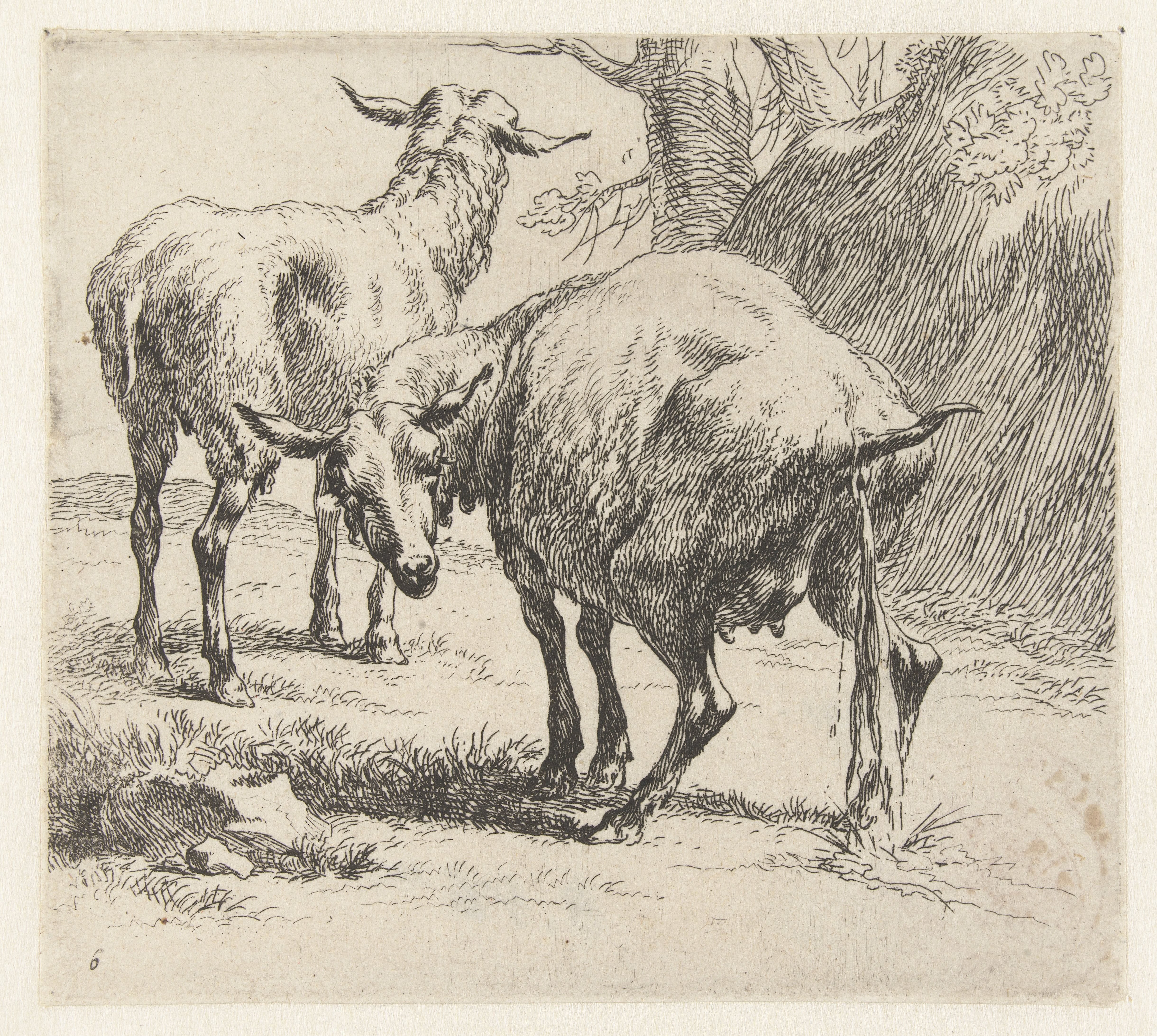 Pissende ooi en een schaap
