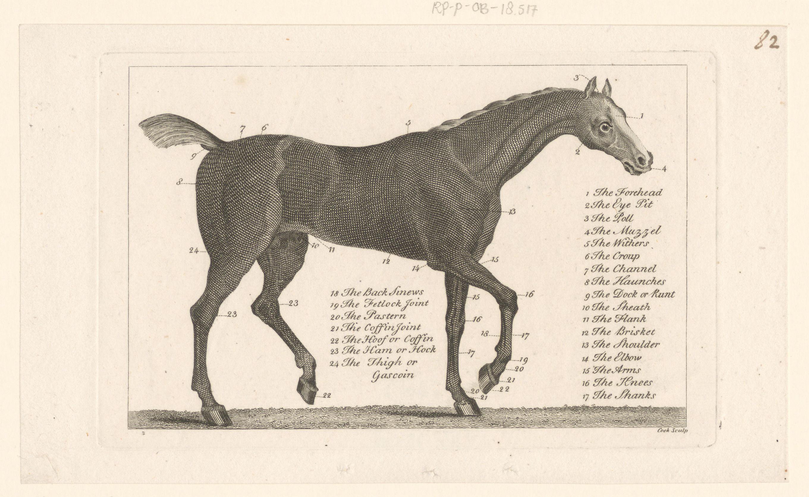Paard