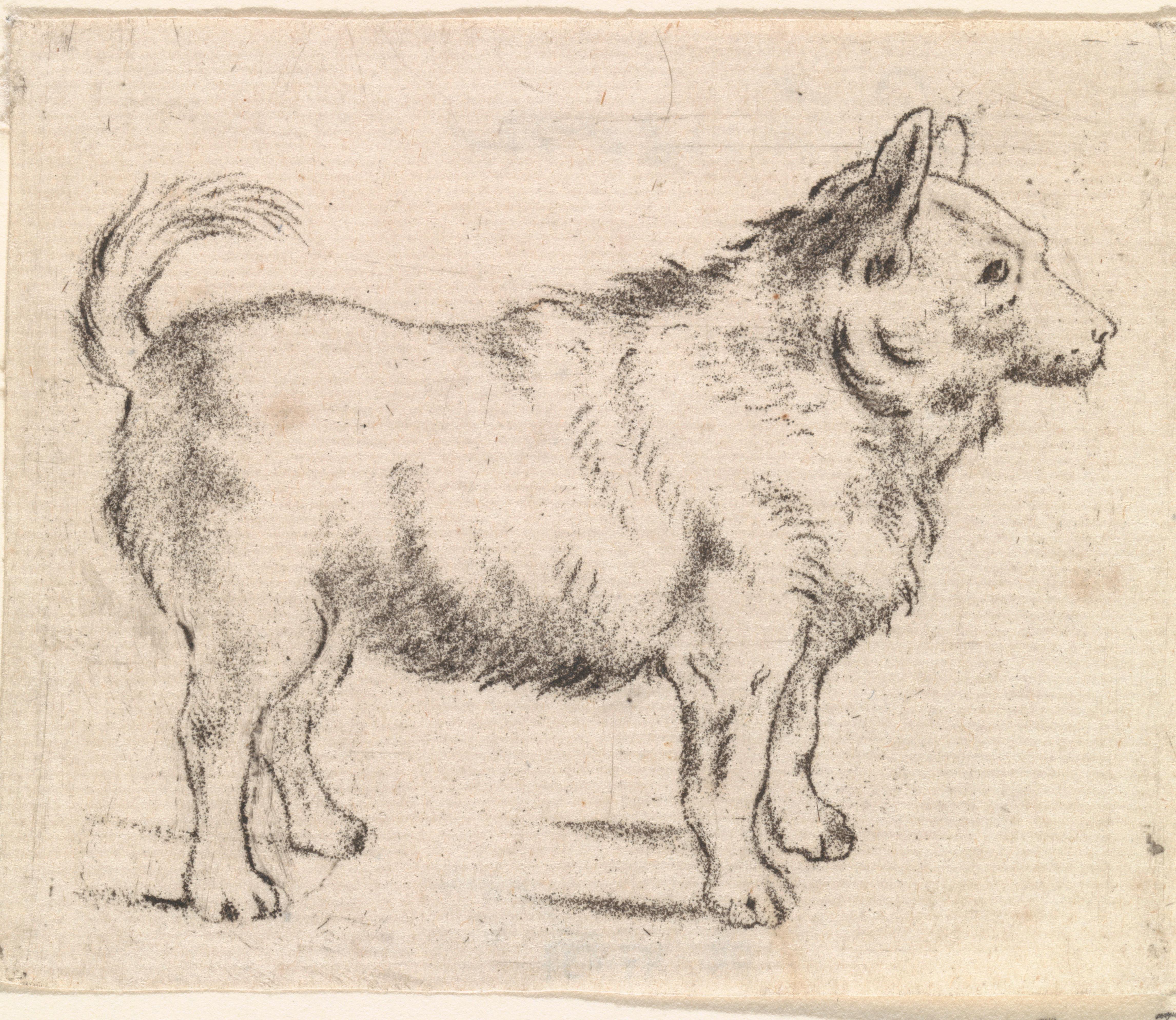 Hond naar rechts