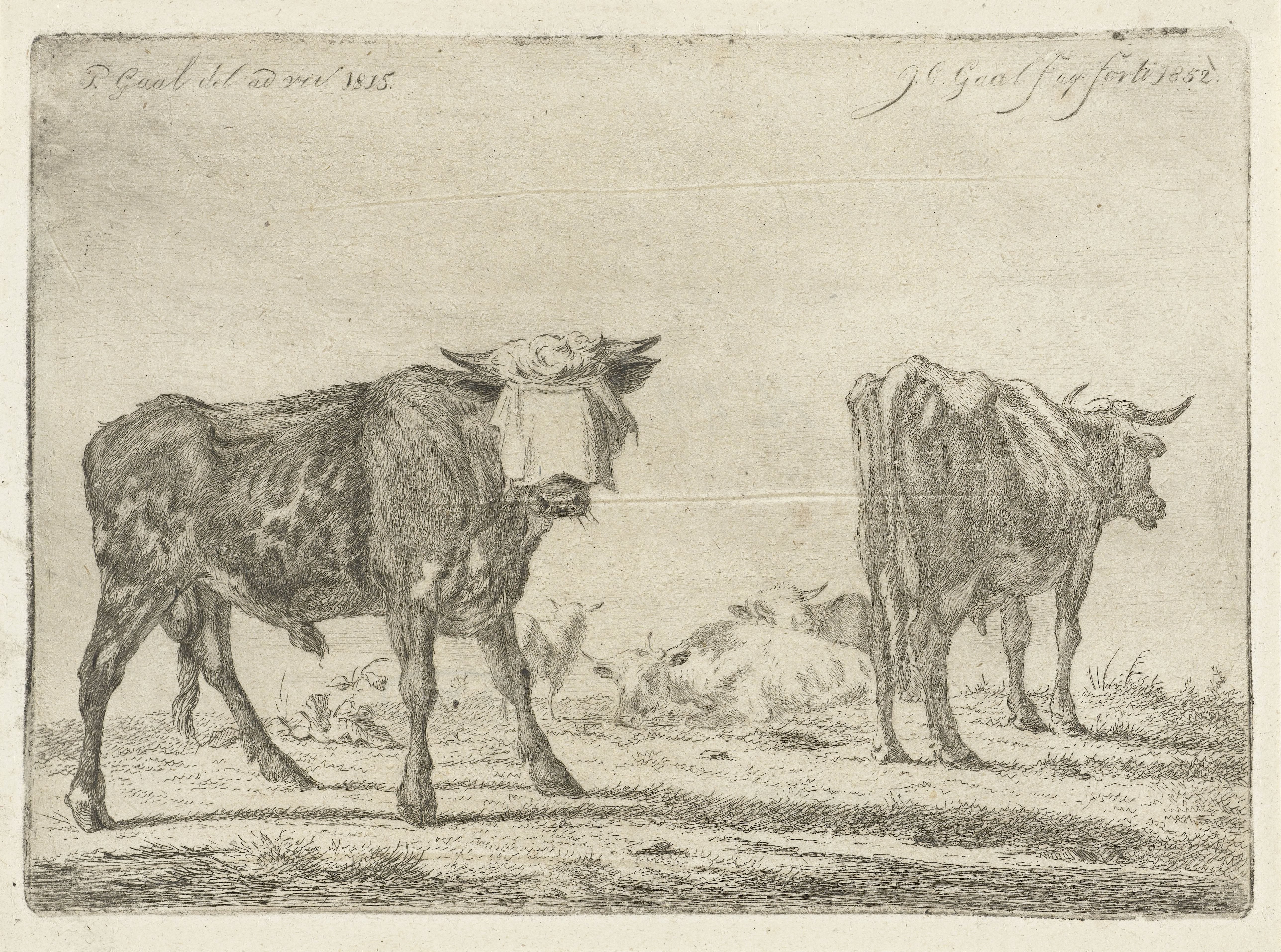 Geblinddoekte stier bij kudde runderen