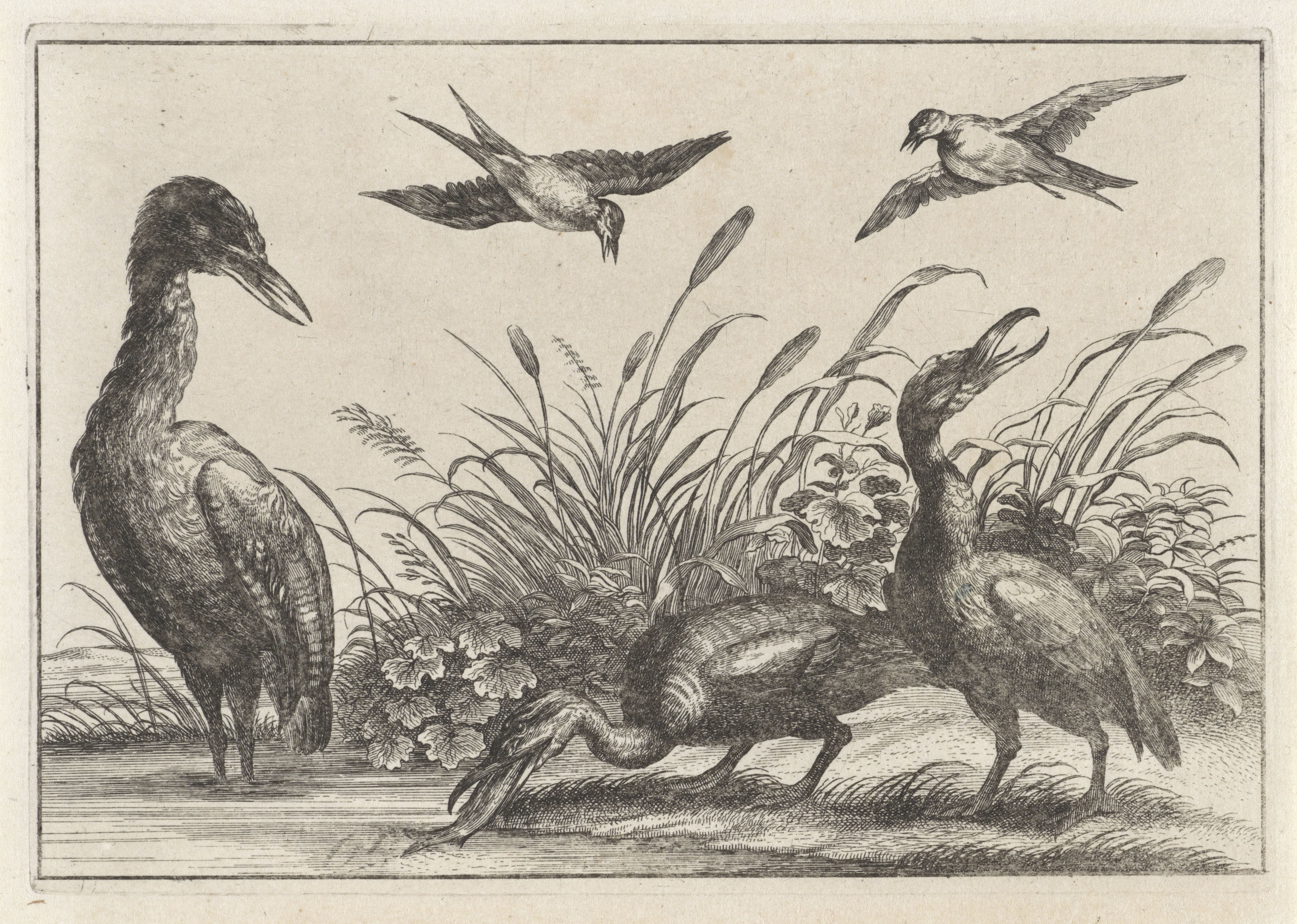 Reigers en zwaluwen