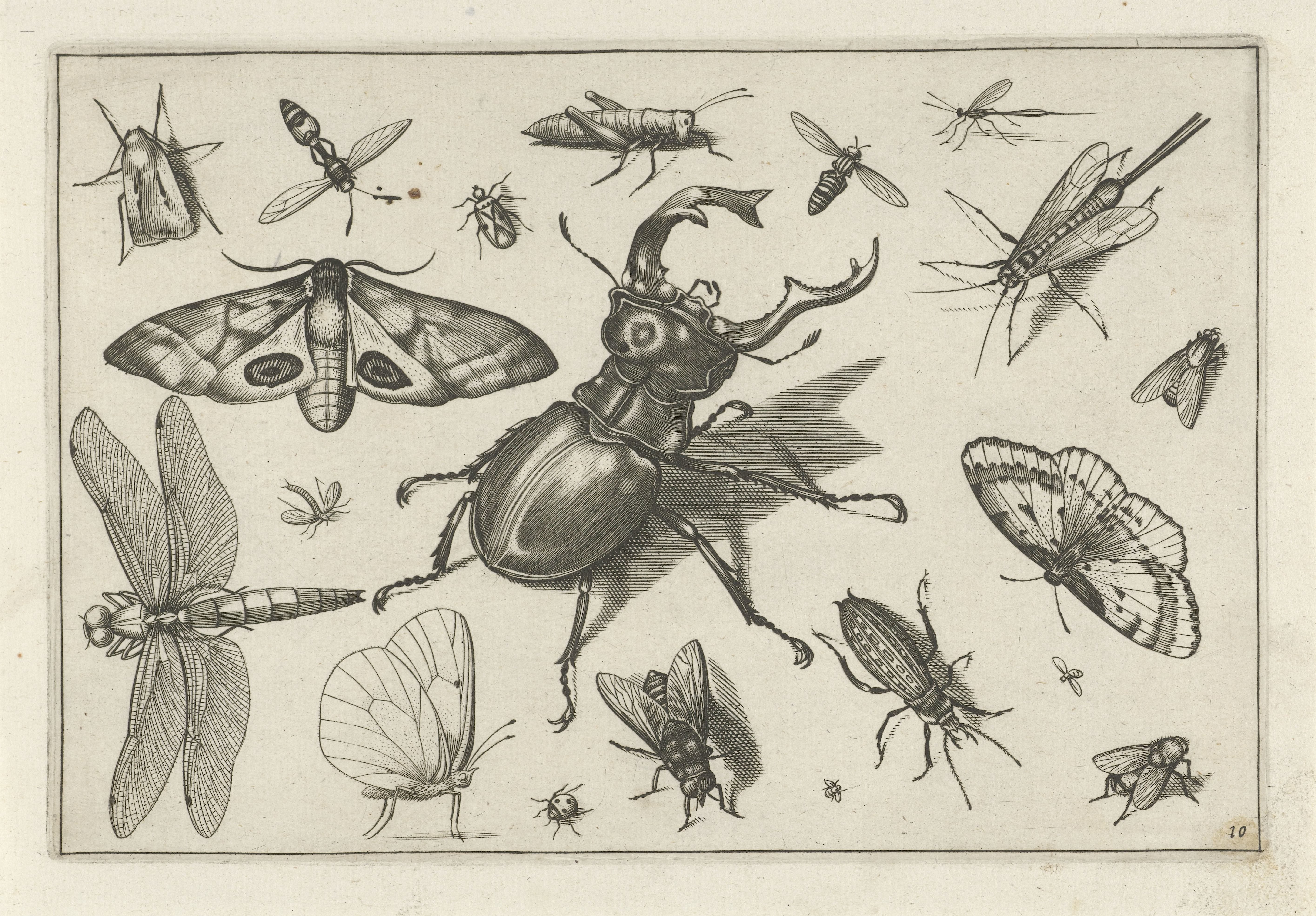 Insecten