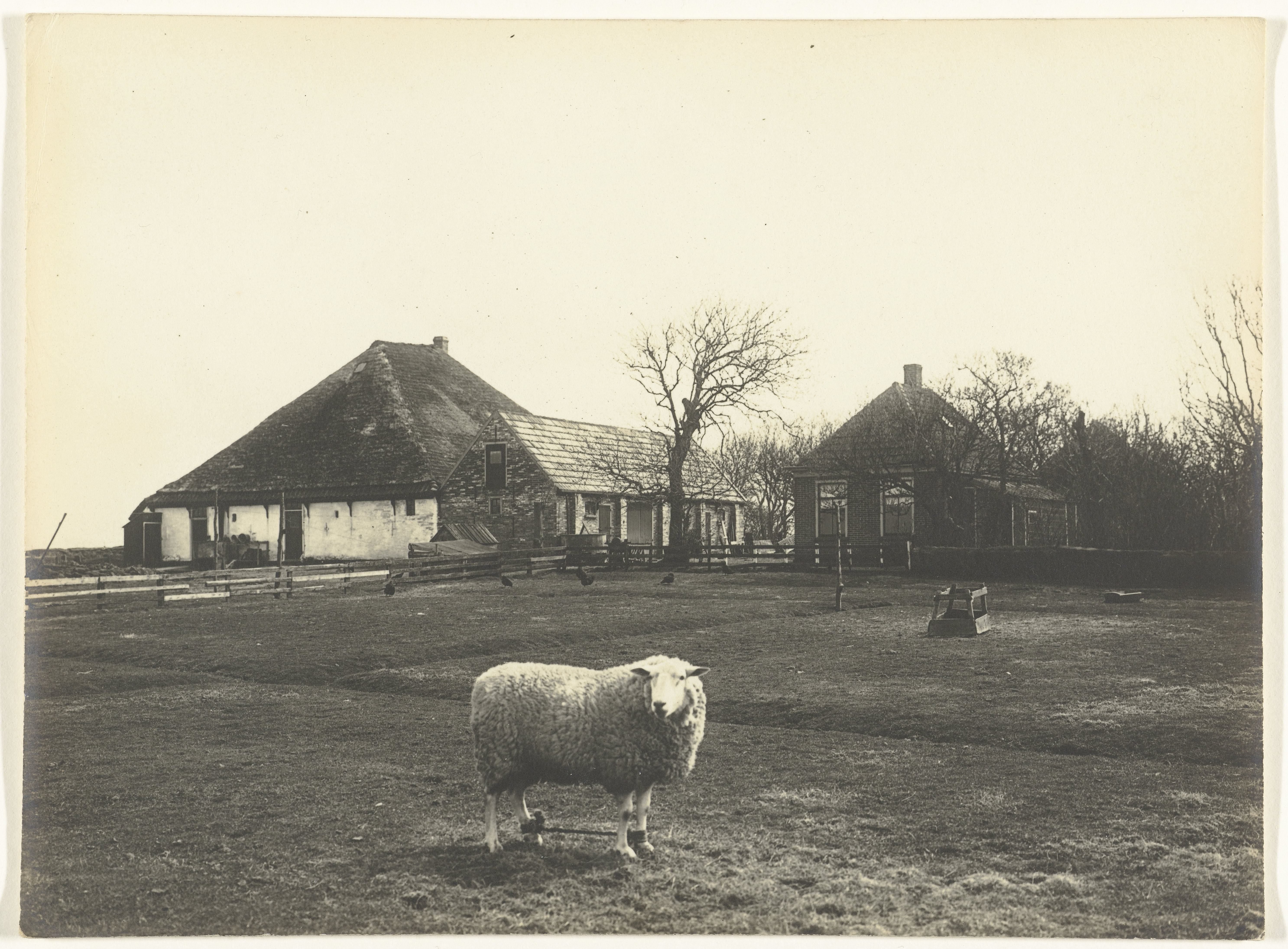 Schaap in een weiland voor een boerderij op Texel