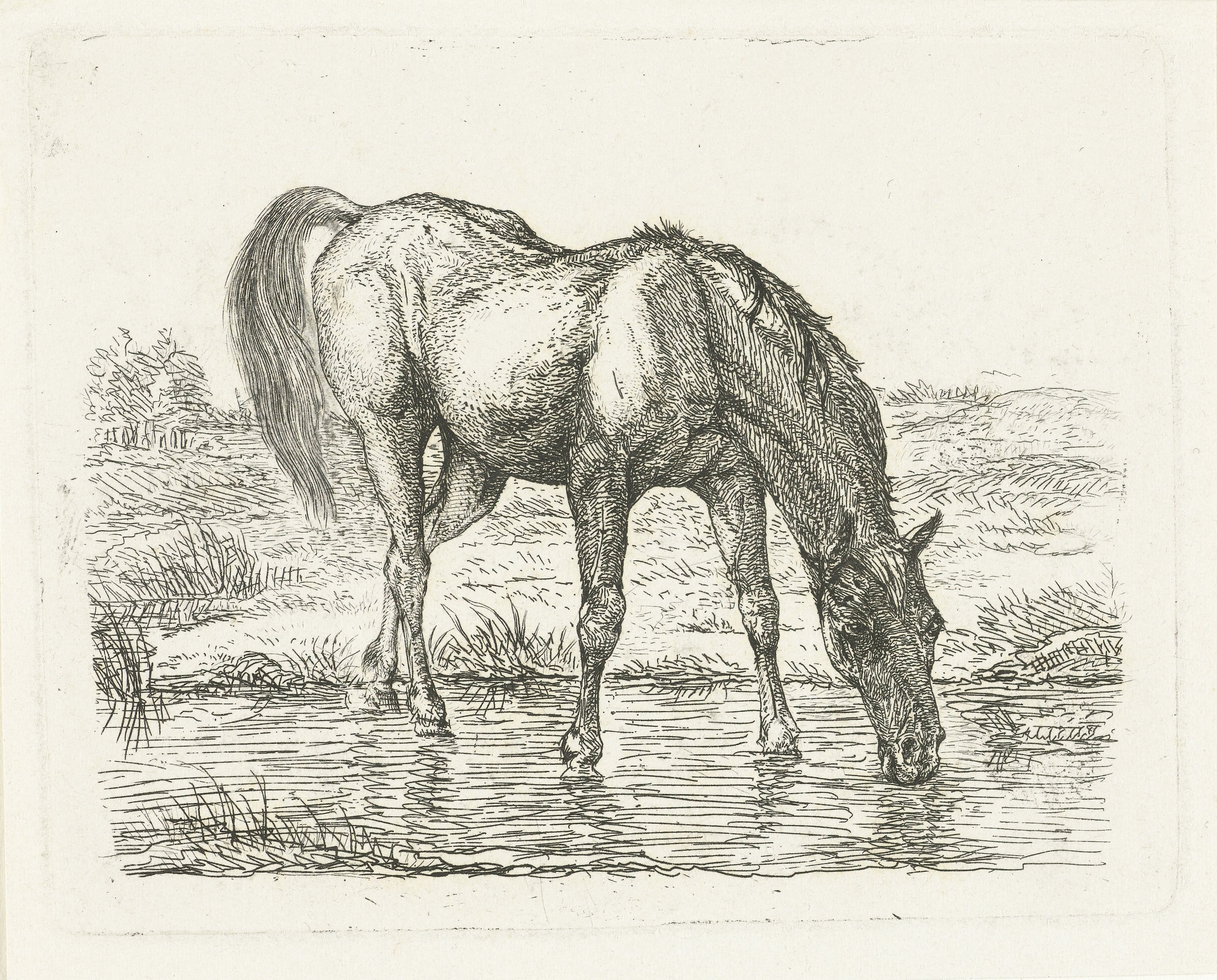 Drinkend paard