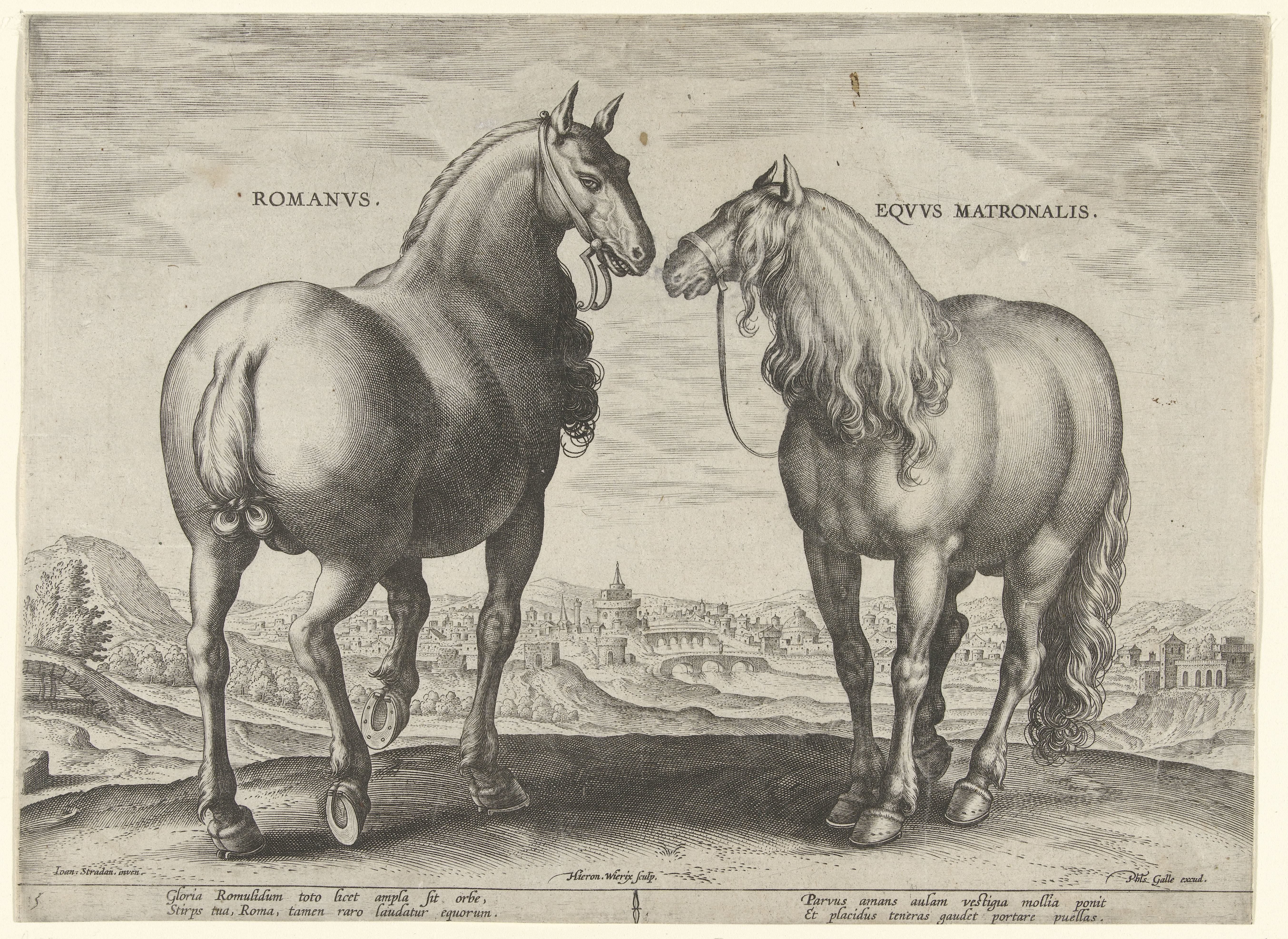 Paard uit Rome en een draagmerrie
