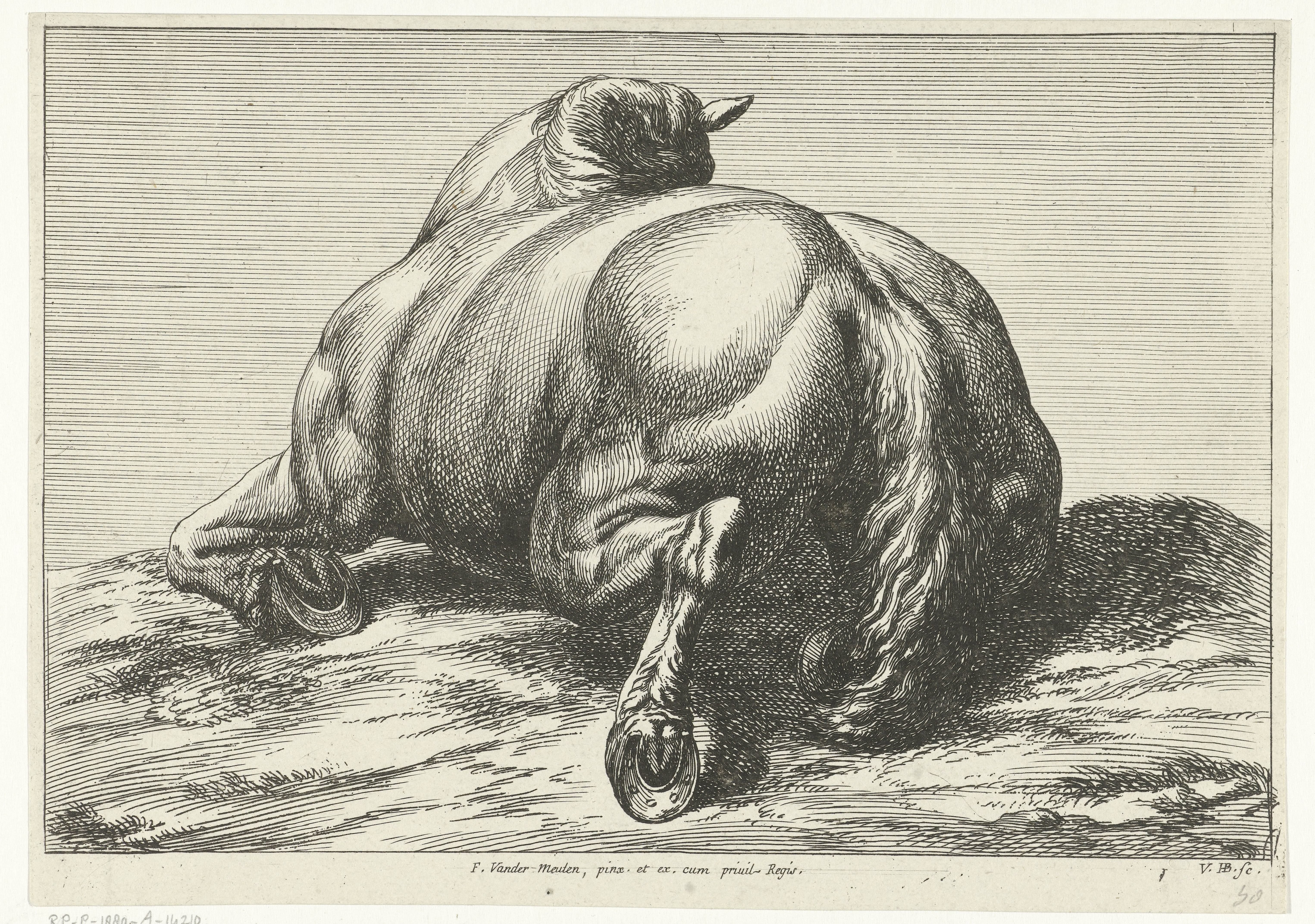 Gesneuveld paard op de buik van achter gezien