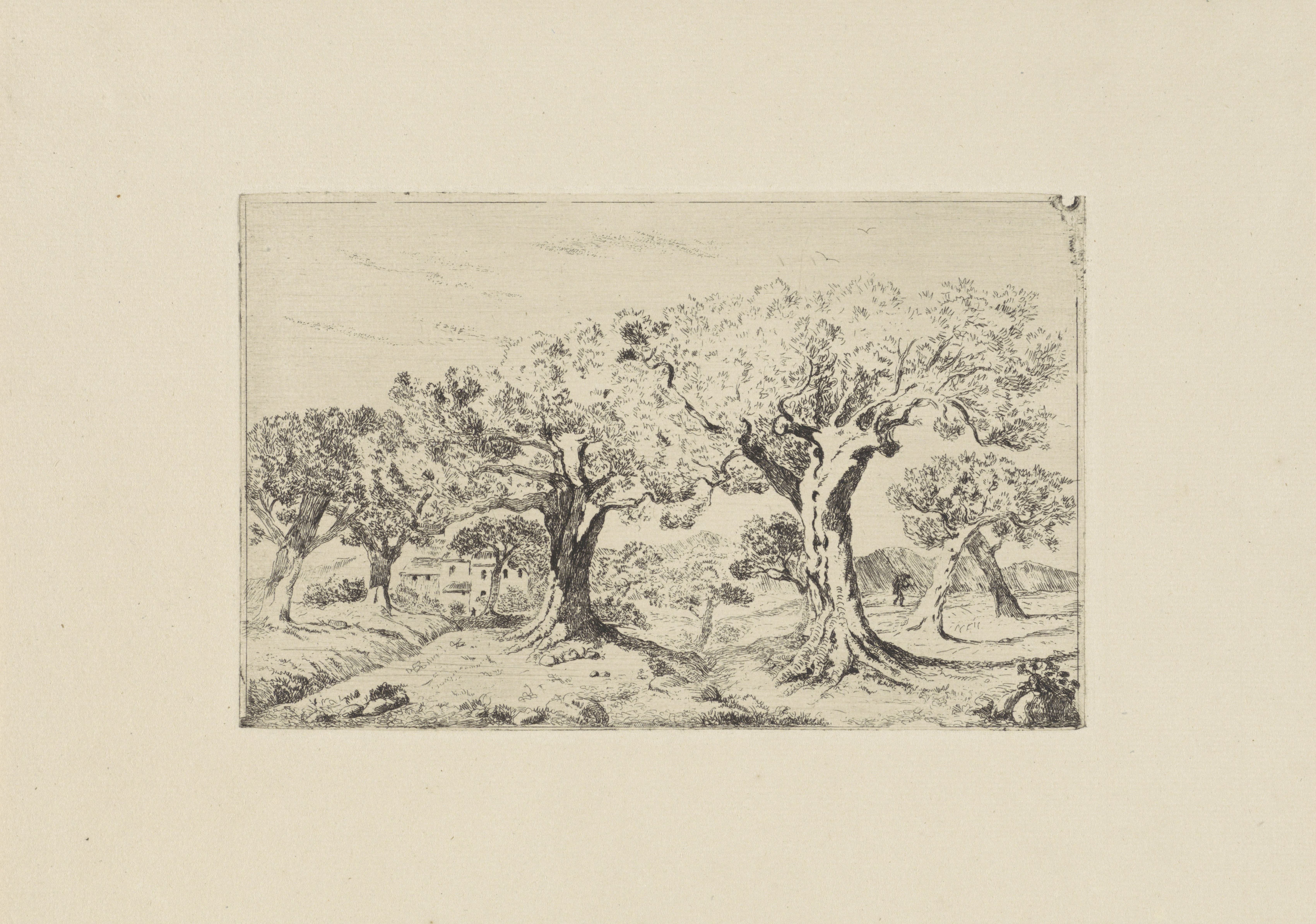 Landschap met olijfbomen bij Montpellier