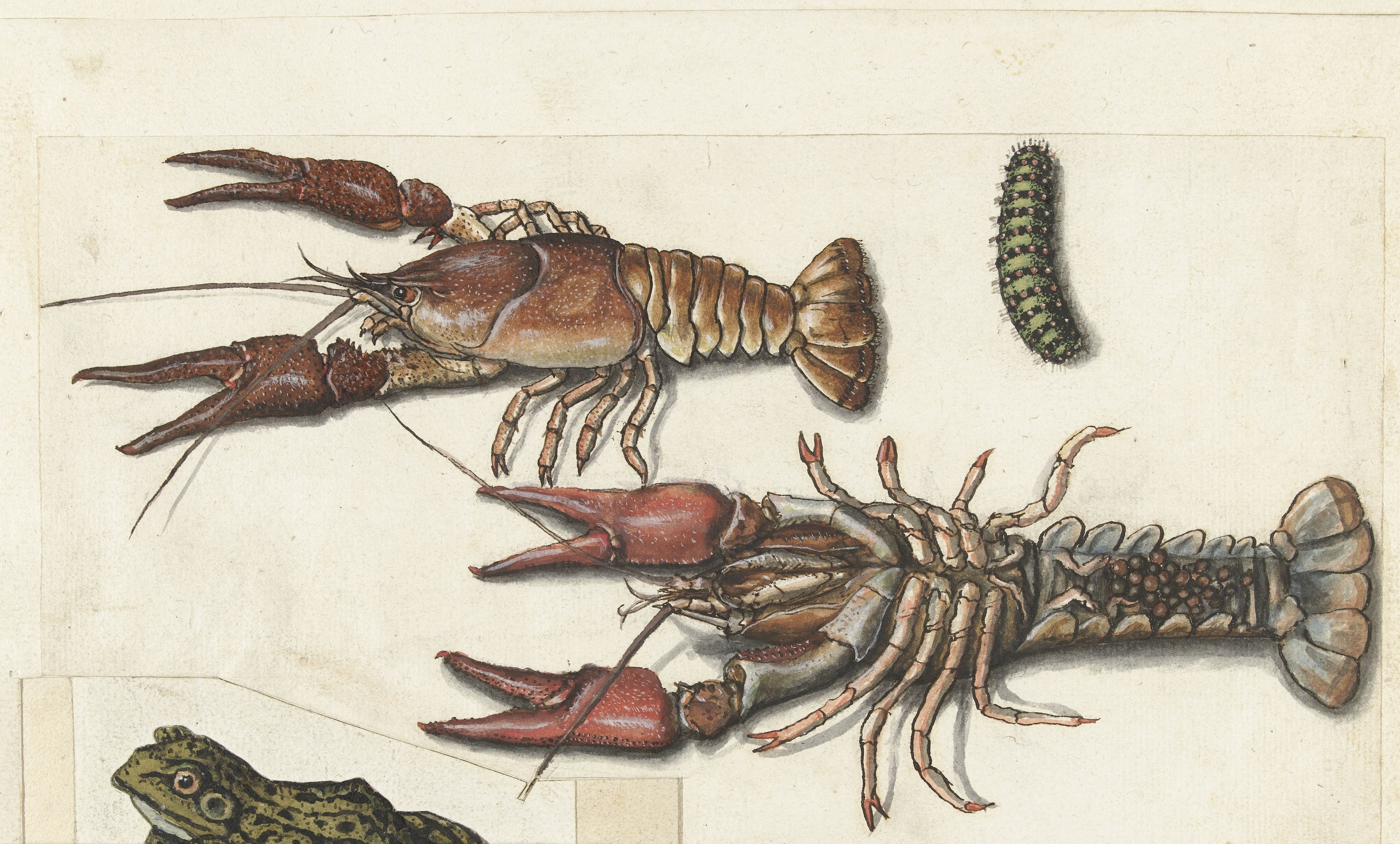 Twee langoustines en een rups