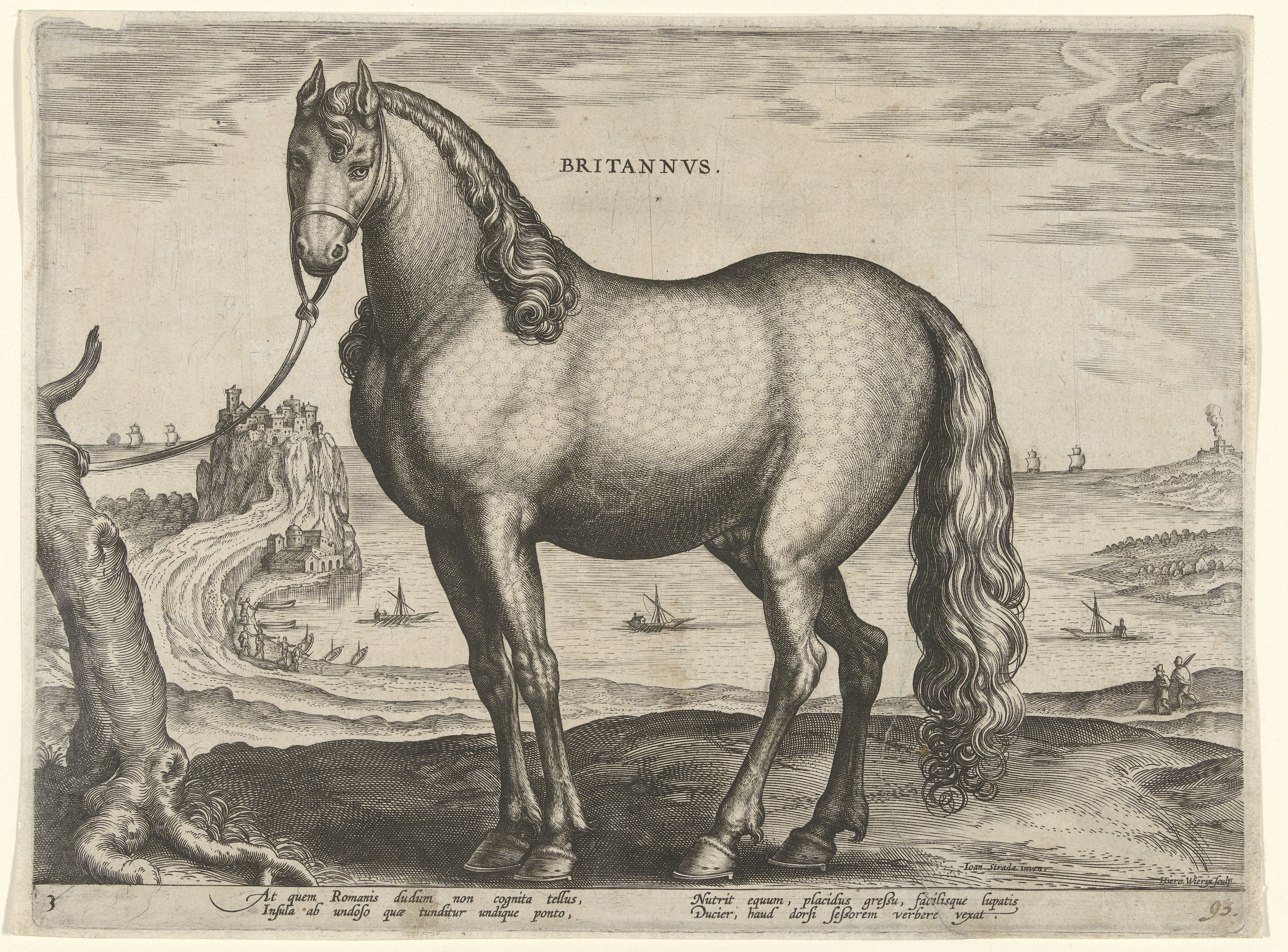 Paard uit Bretagne (Brittanus)
