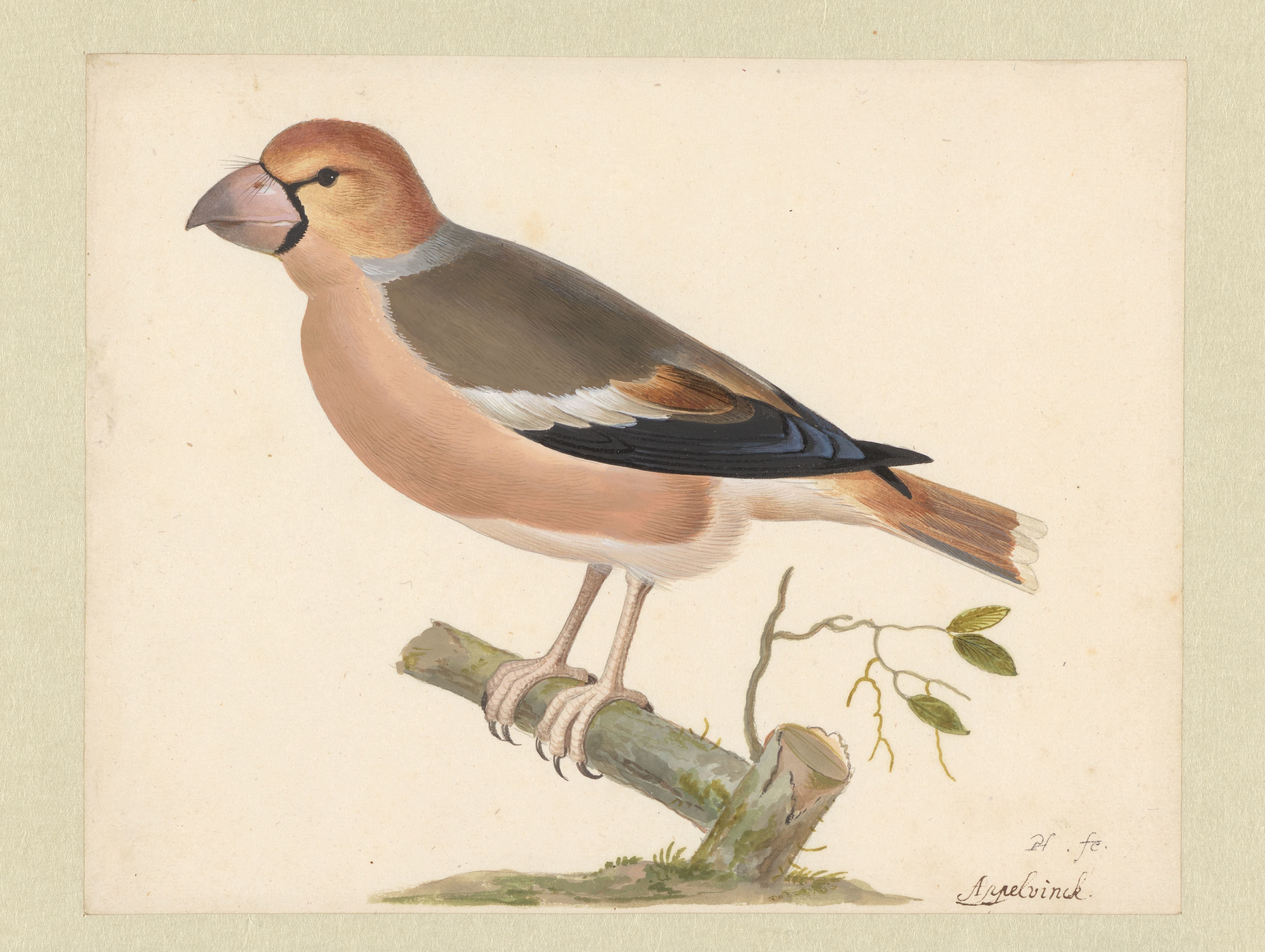 Appelvink