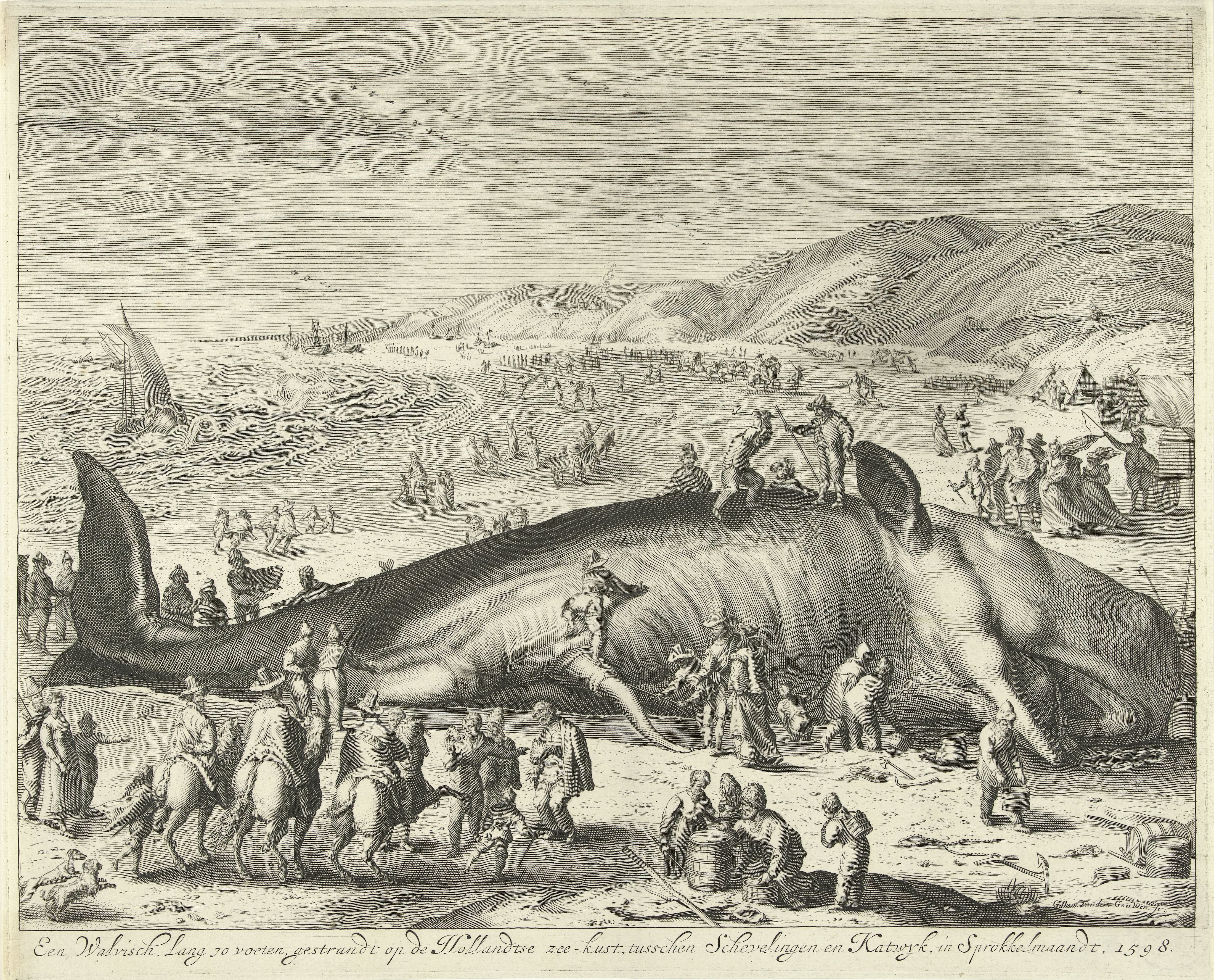 Gestrande walvis bij Berckhey, 1598
