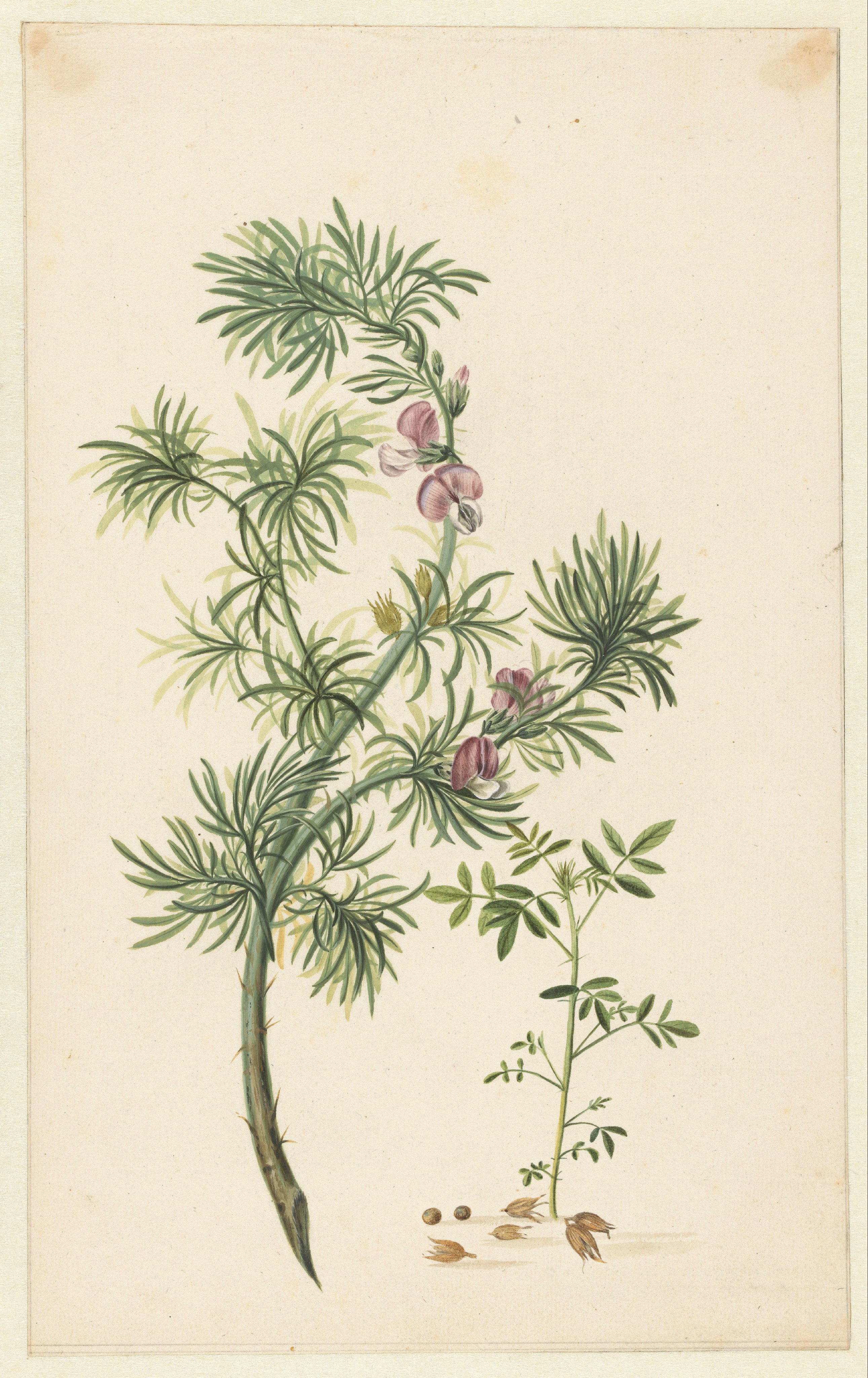 Brem (Genista)