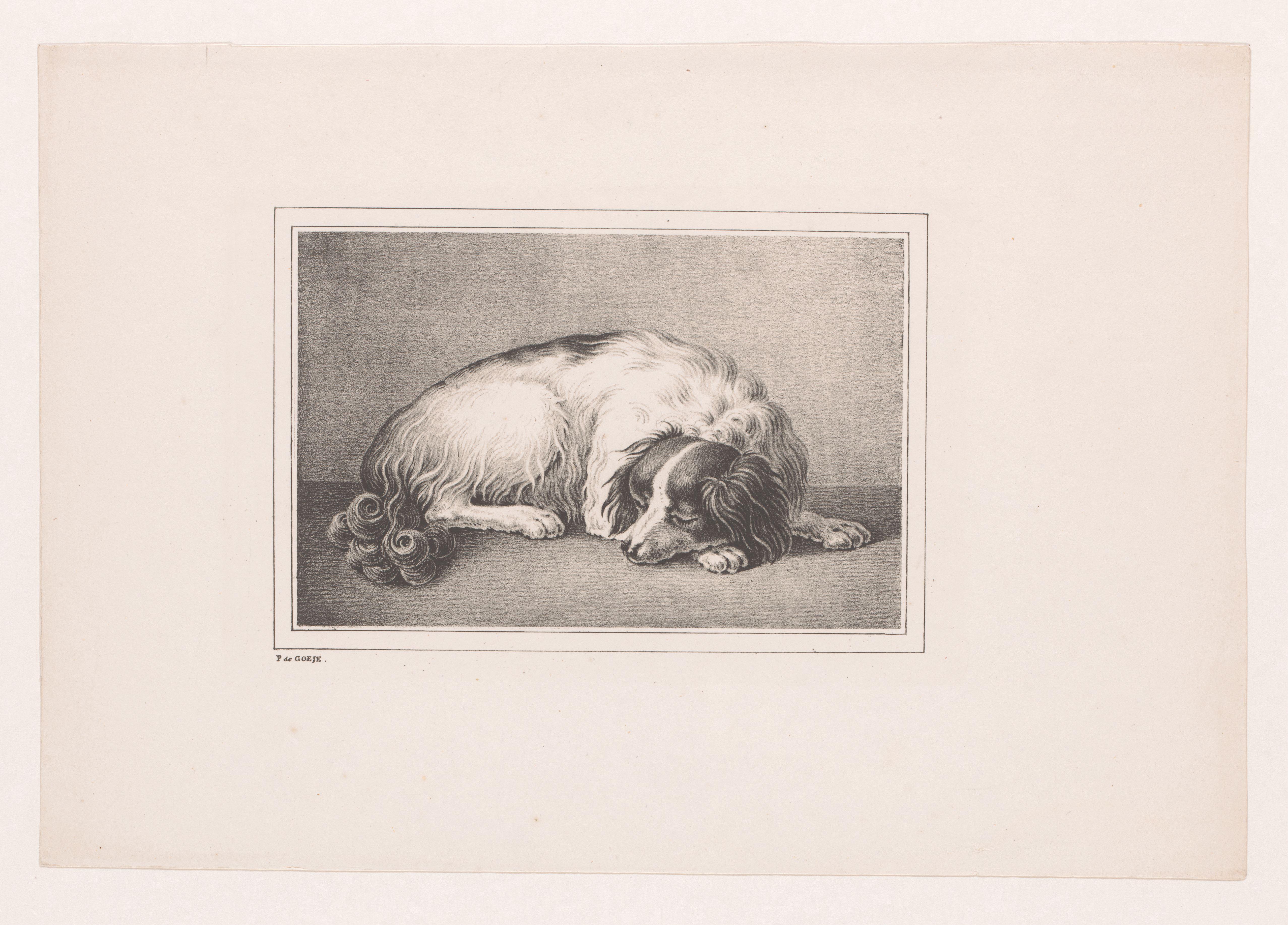 Slapende hond