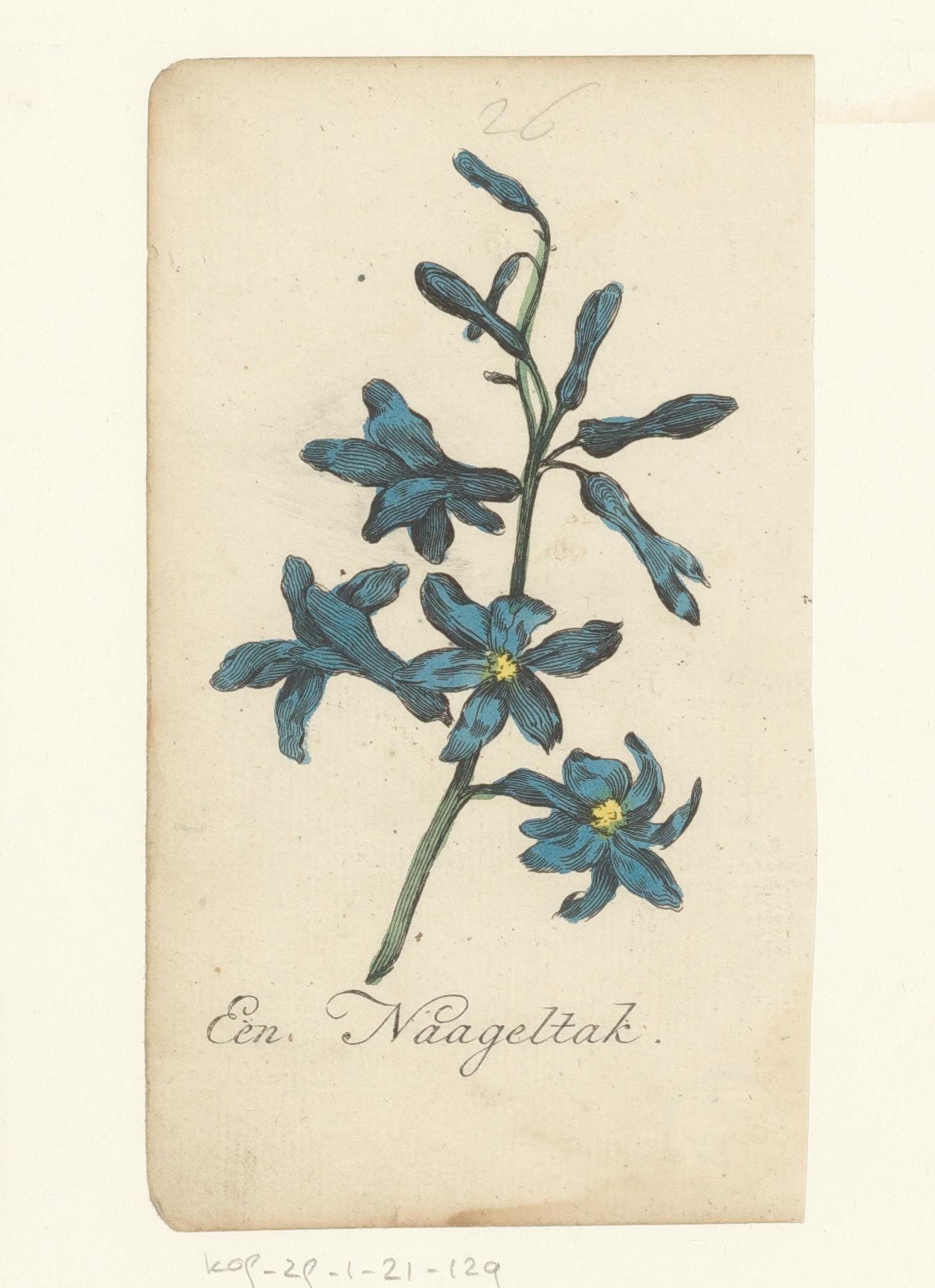 Mannetjesorchis