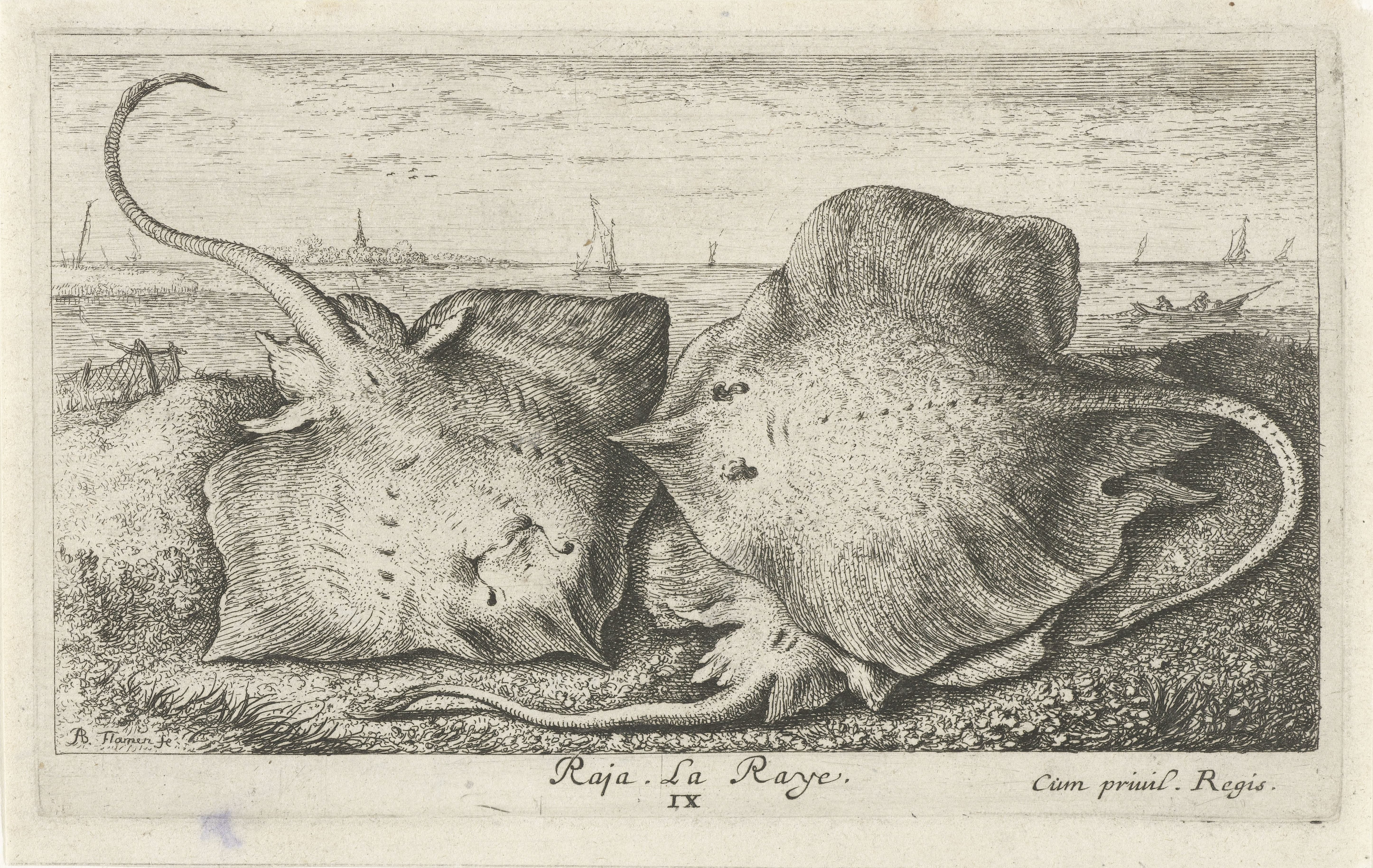 Drie roggen op het strand