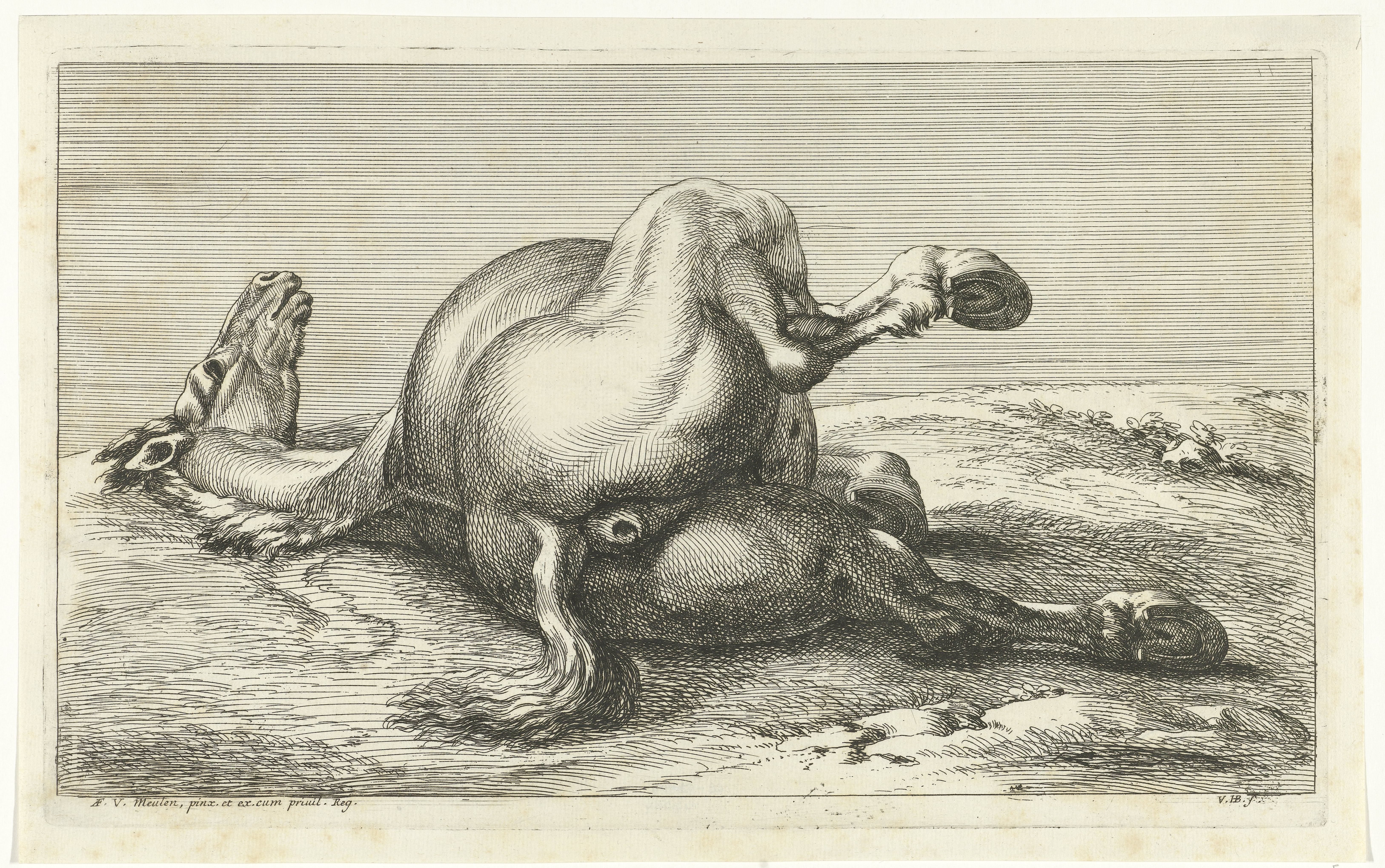 Gesneuveld paard van achter gezien
