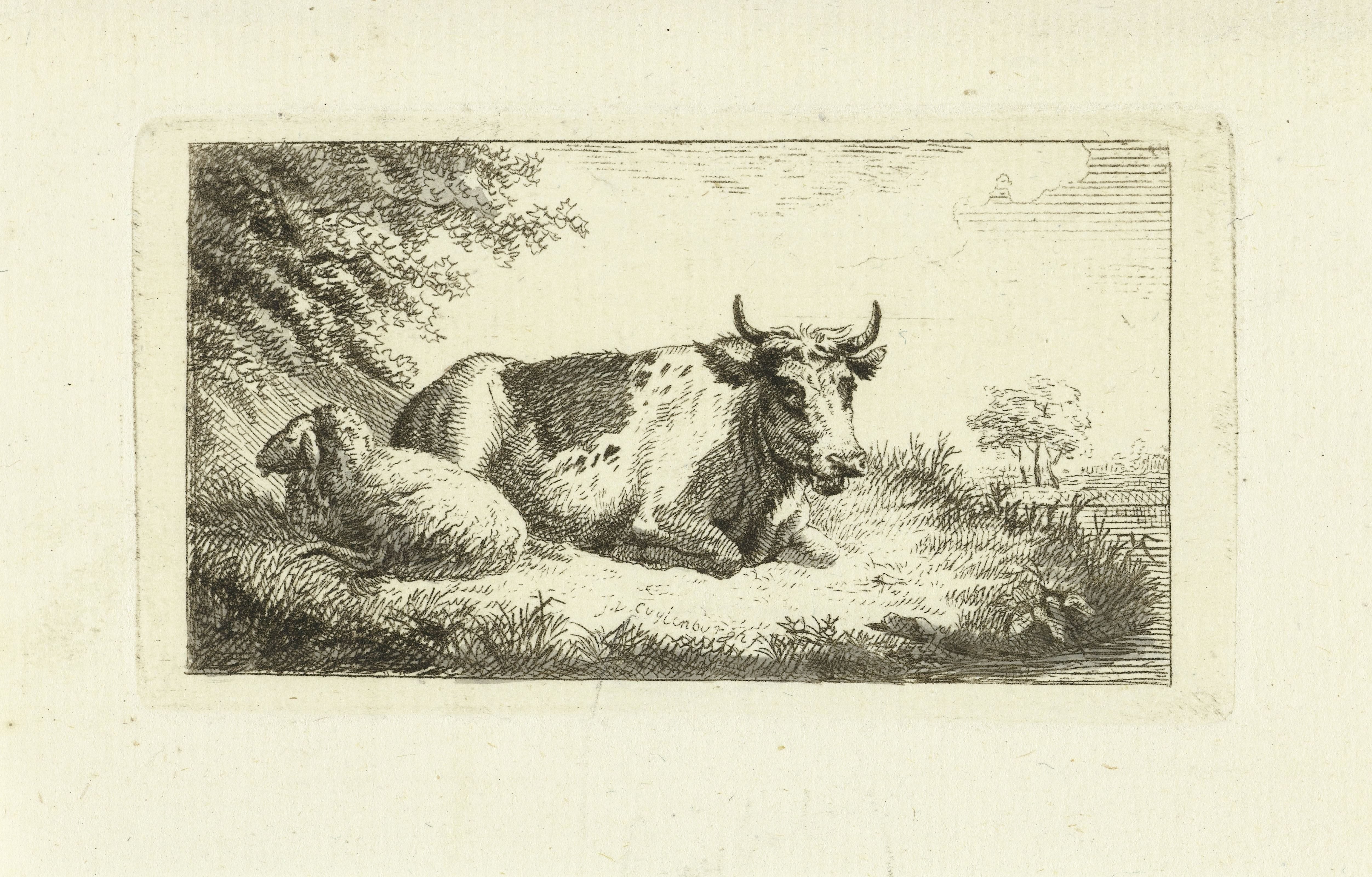 Liggende koe en schaap