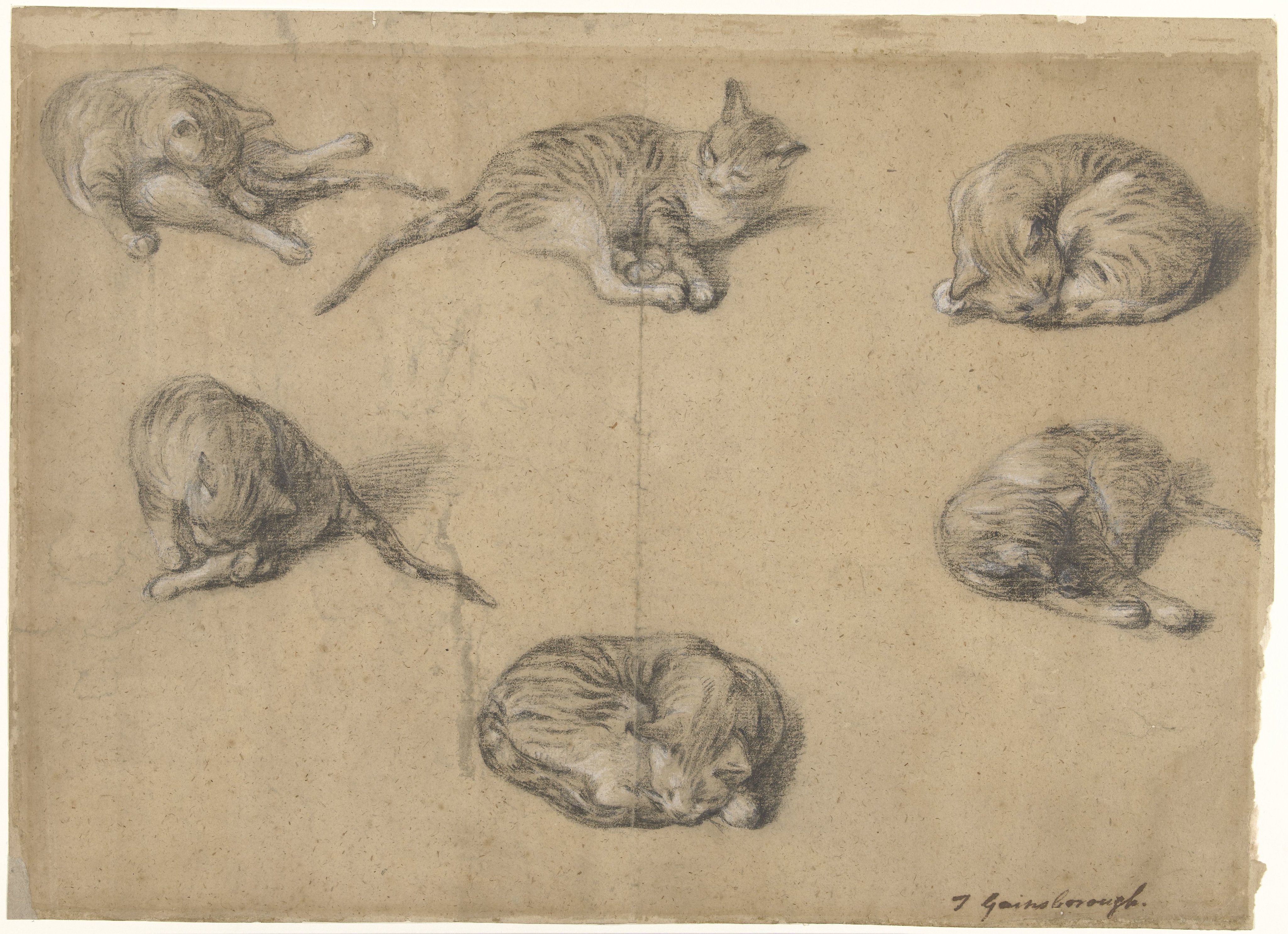 Six Studies of a Cat
