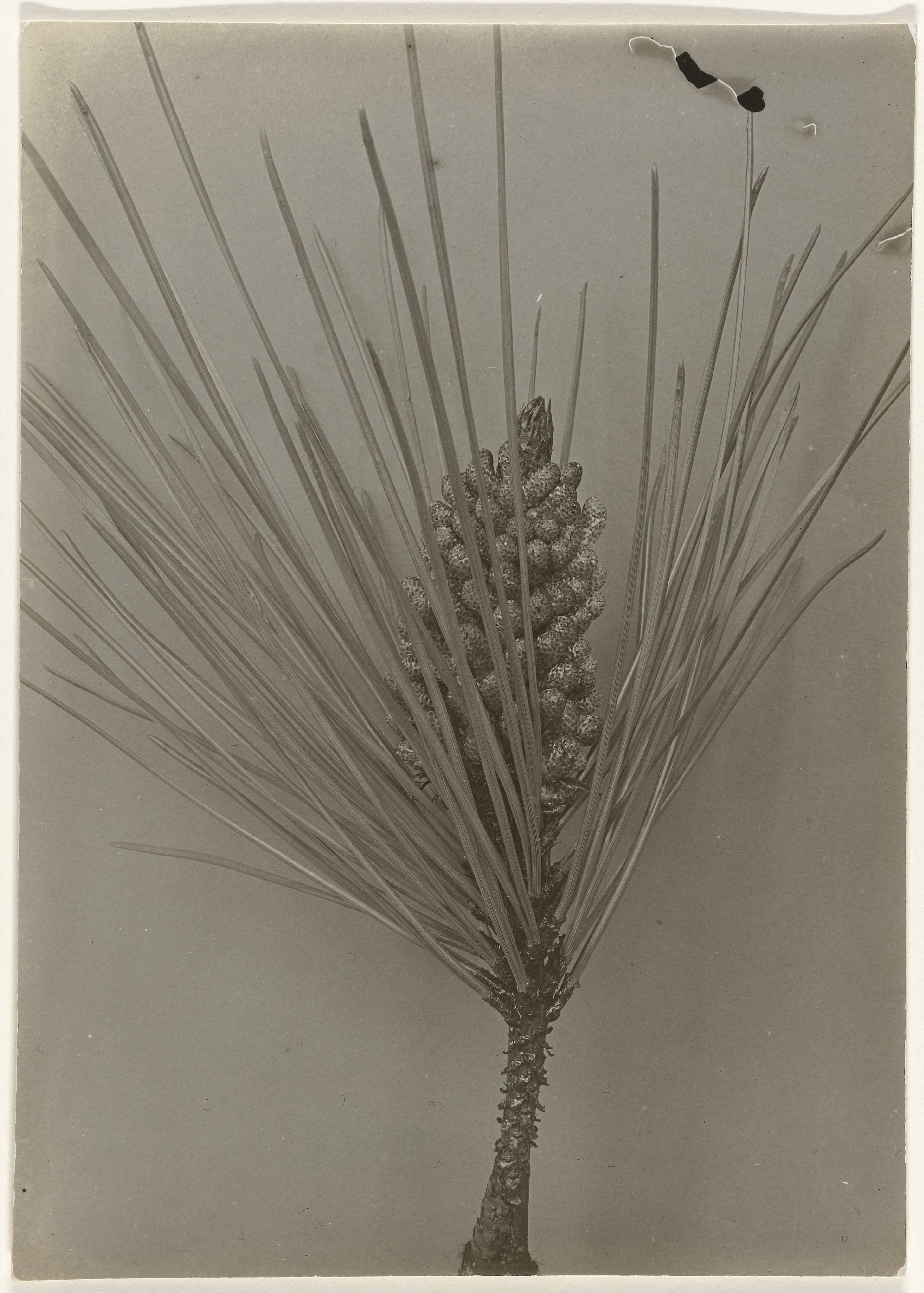 Detail van een Pinus Maritima tegen egale achtergrond