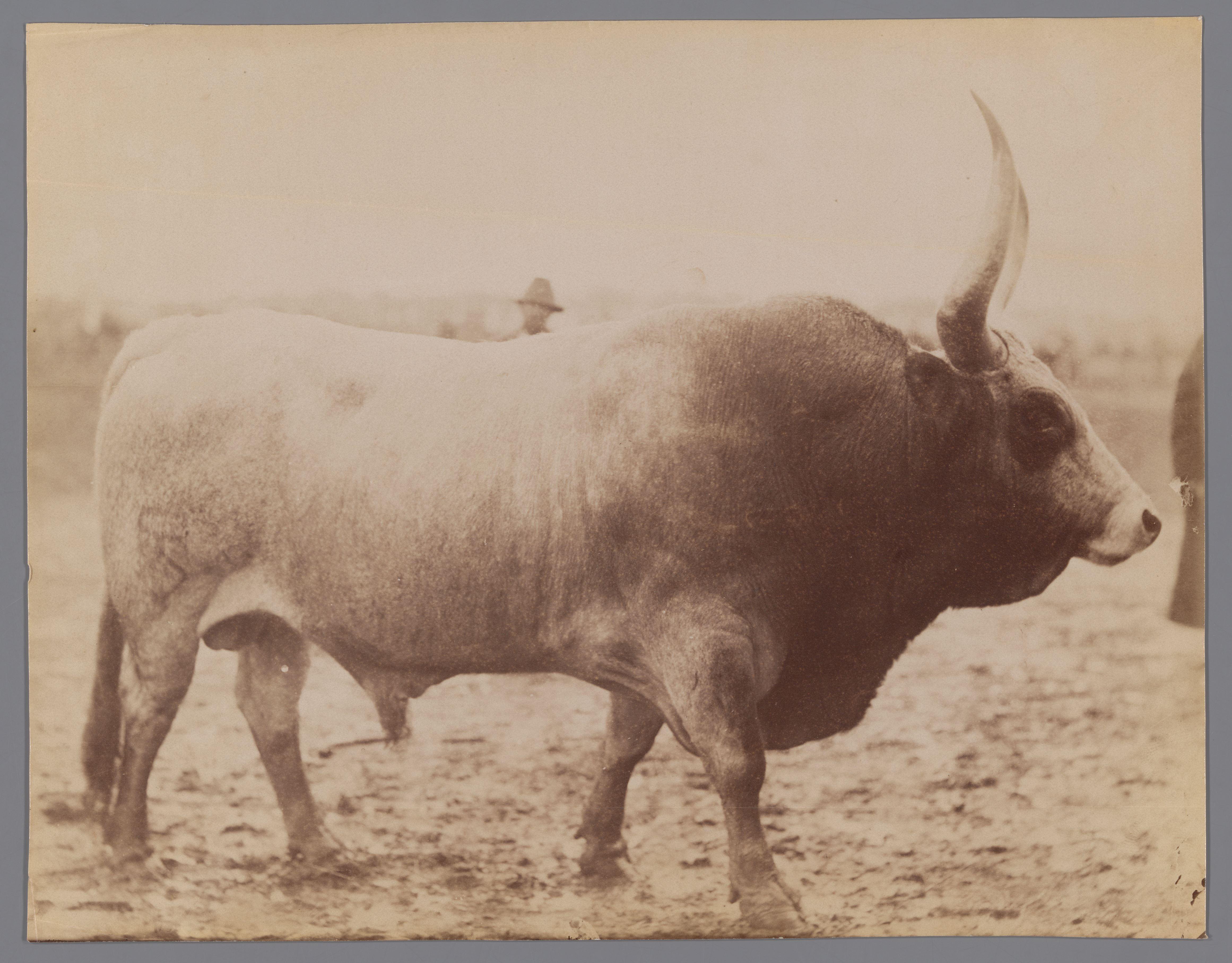 Stier