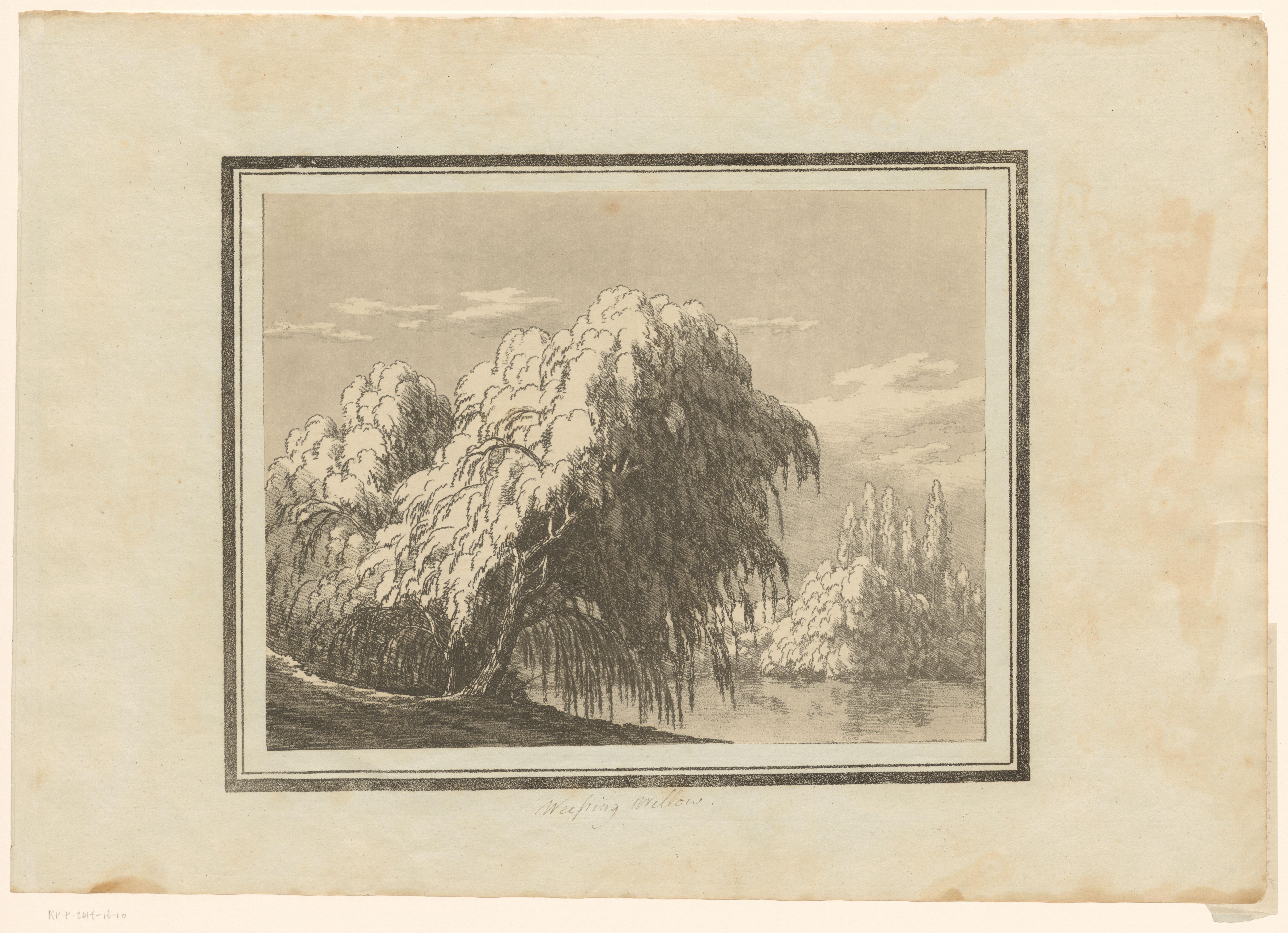 Weeping willow