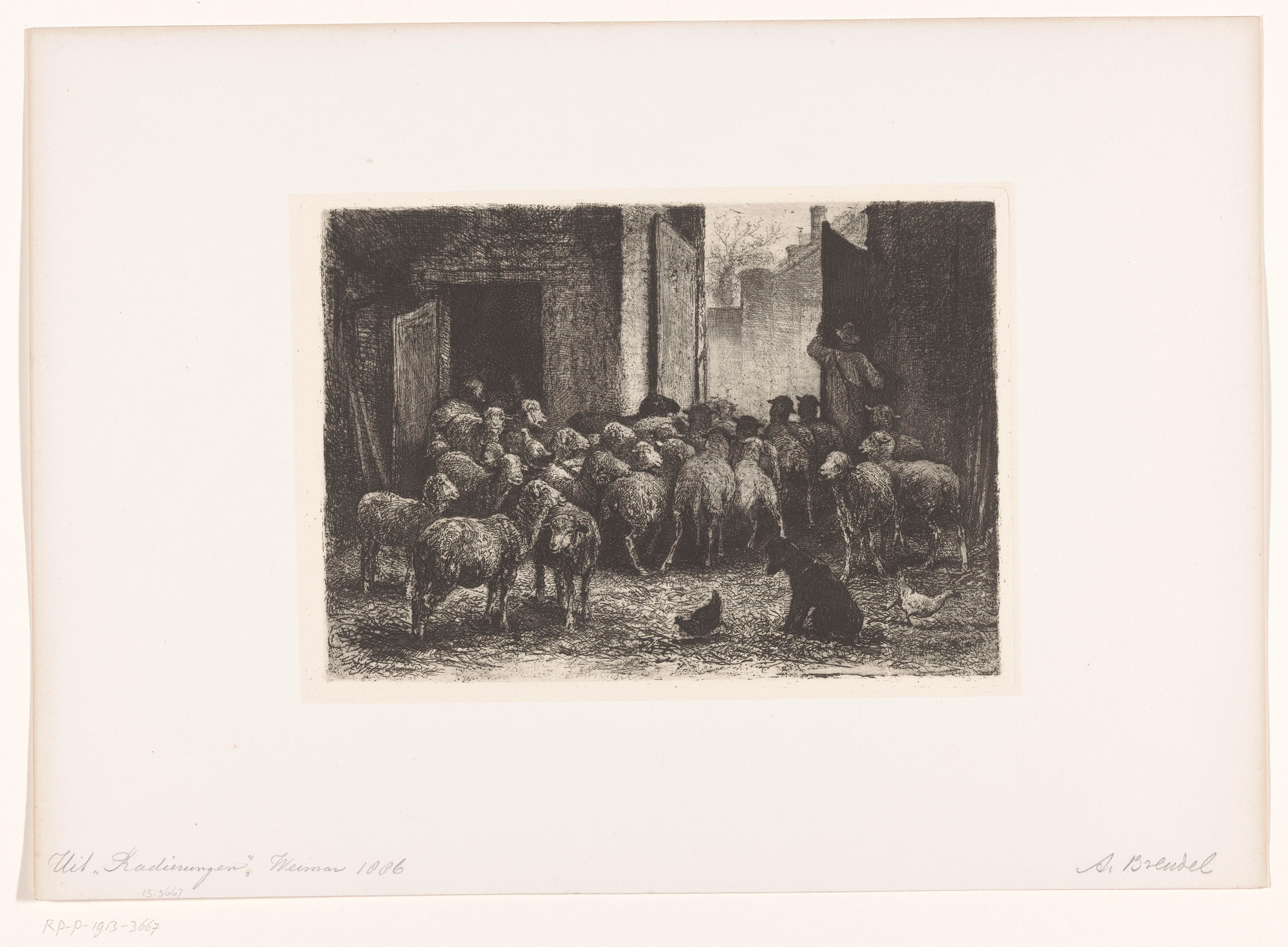 Schapen verlaten de stal