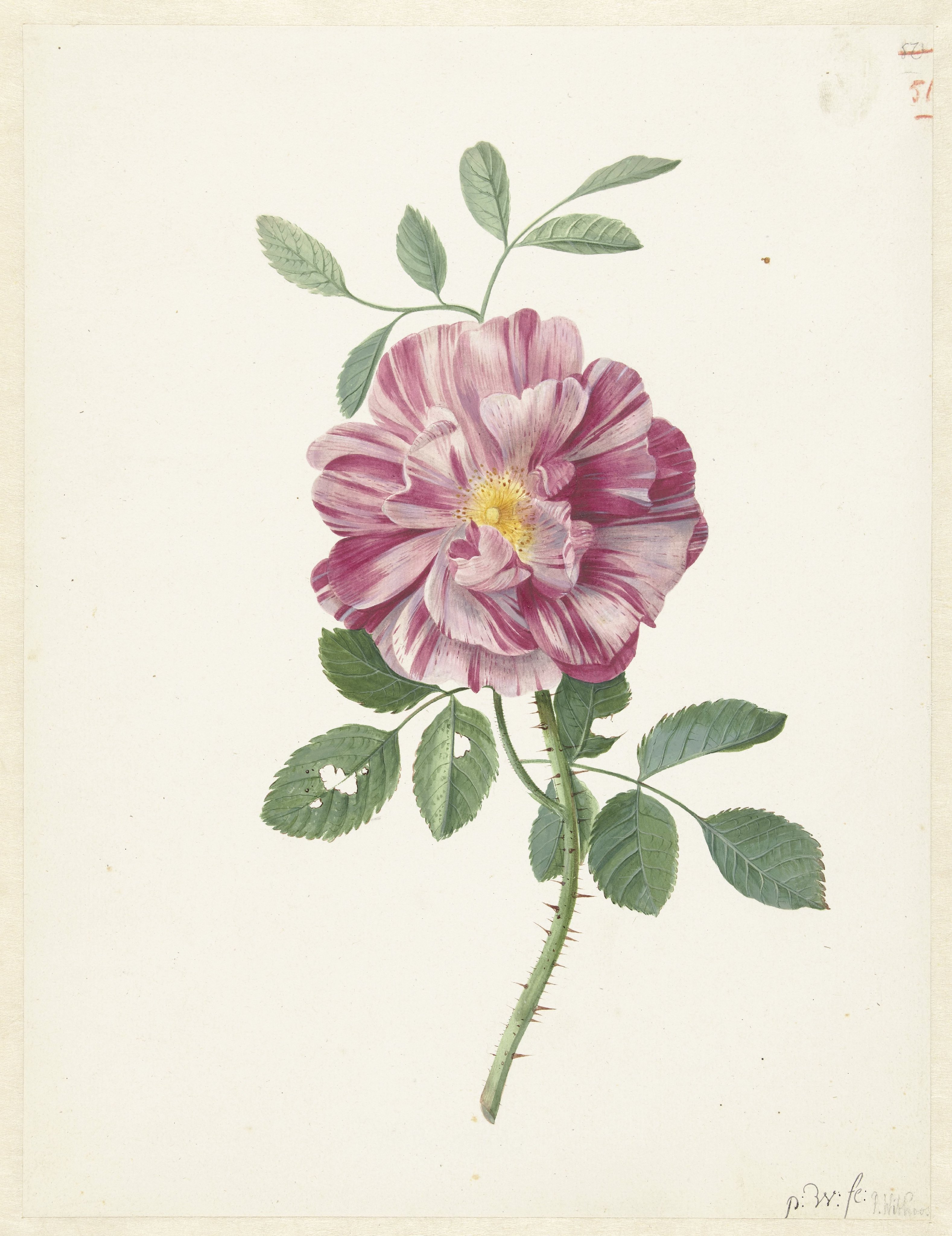 Gallic Rose (Rosa gallica  L. ‘Versicolor’)